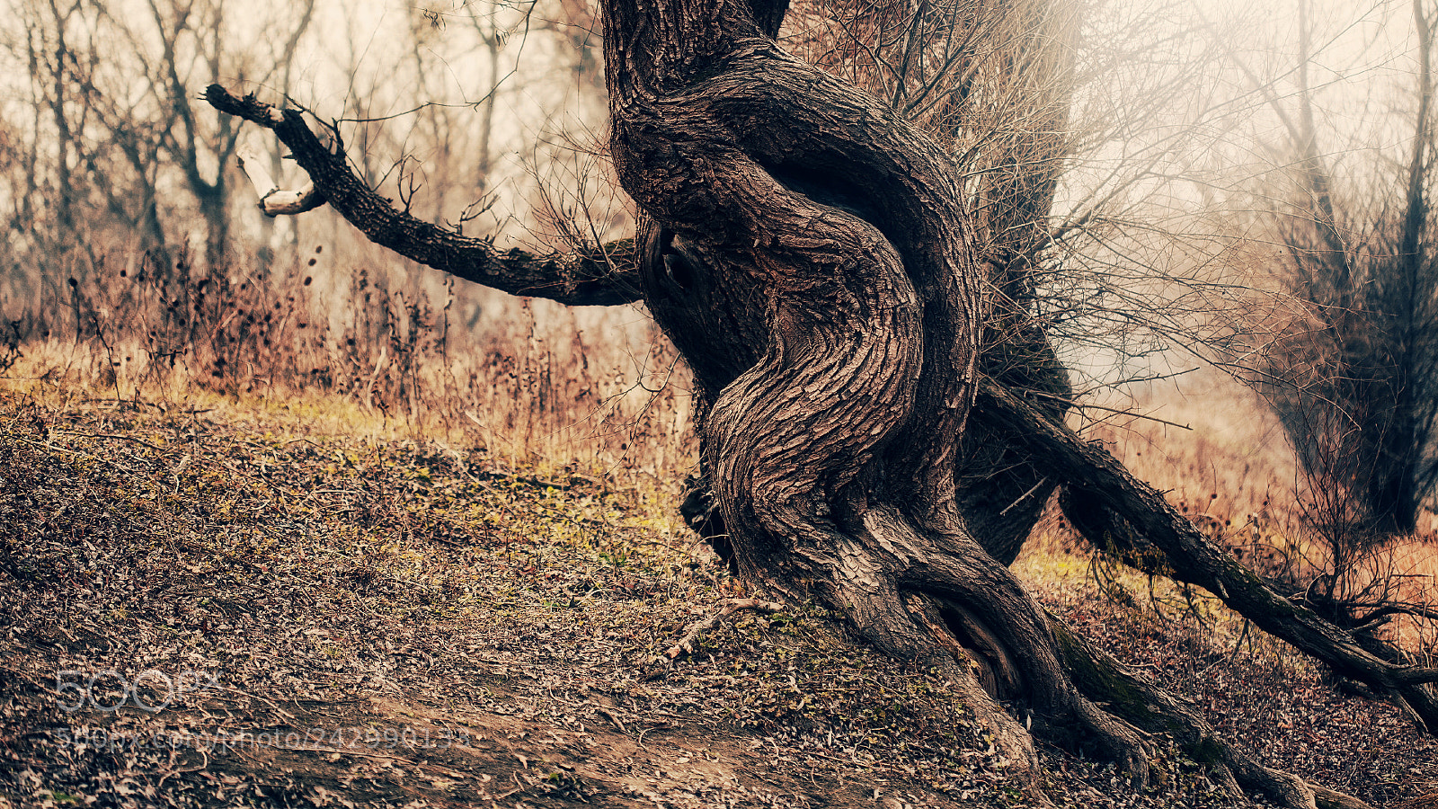 Canon EOS 5D sample photo. - photography