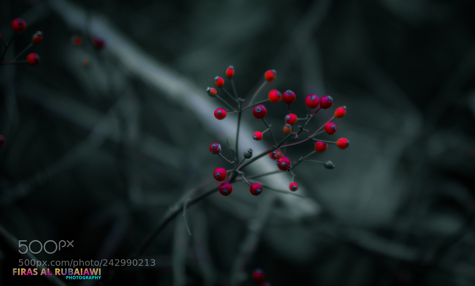 Nikon D610 sample photo. Red photography
