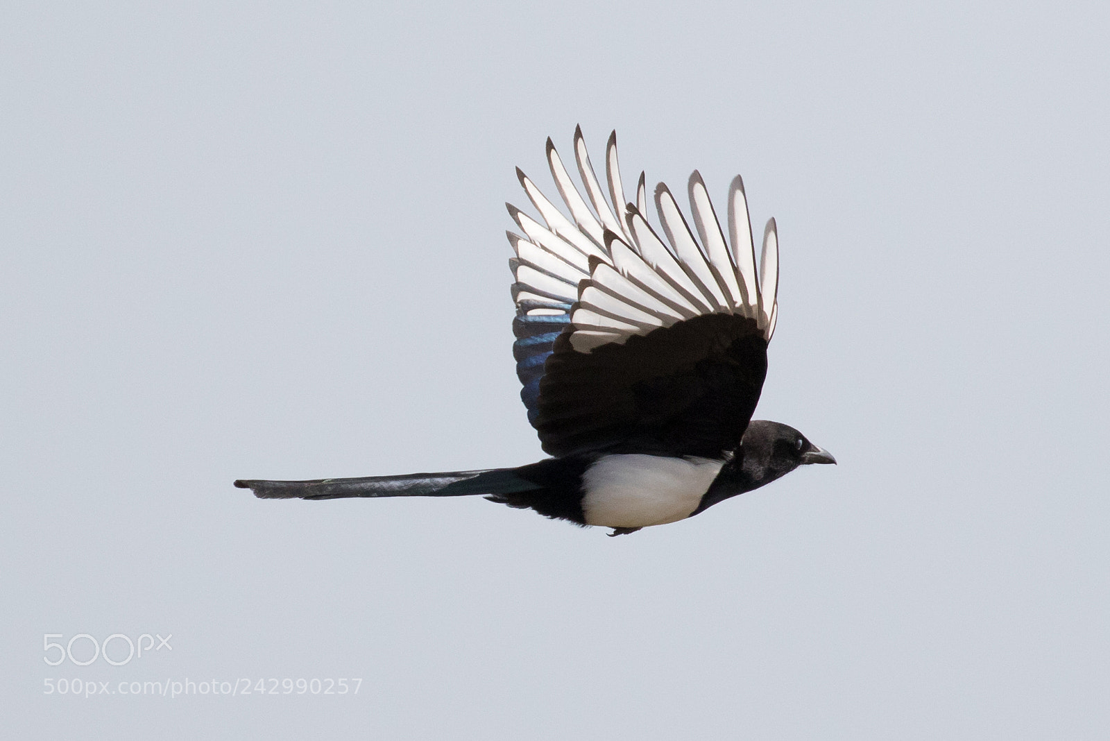 Canon EOS 7D Mark II sample photo. Magpie photography