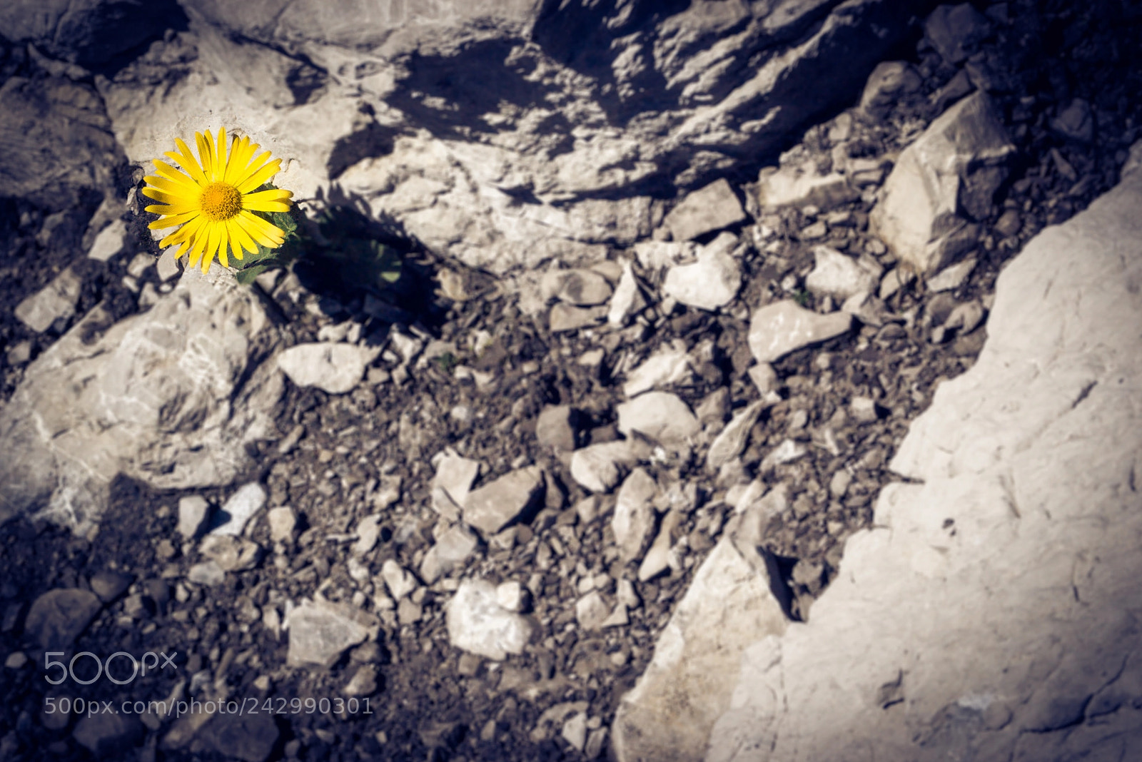 Pentax K100D sample photo. Lonely sun photography