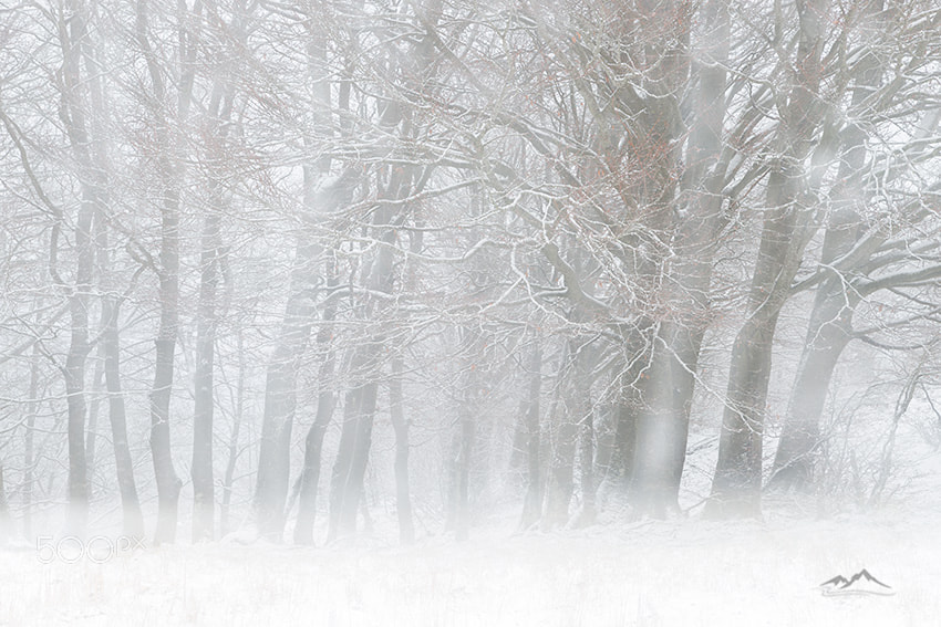 Nikon D800 sample photo. Winter photography
