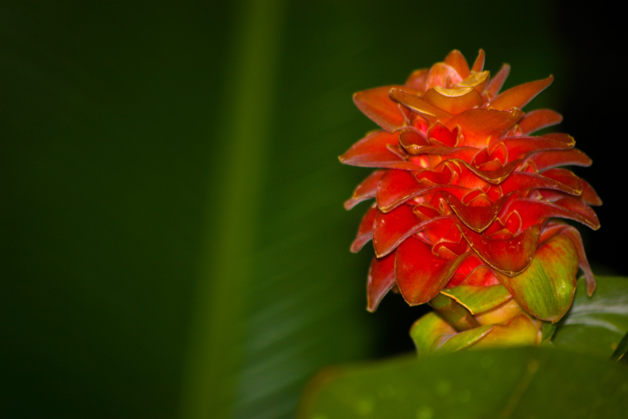 Pentax K100D sample photo. Red bloom photography