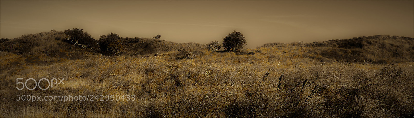 Sony DSC-HX50 sample photo. Dune - scape photography
