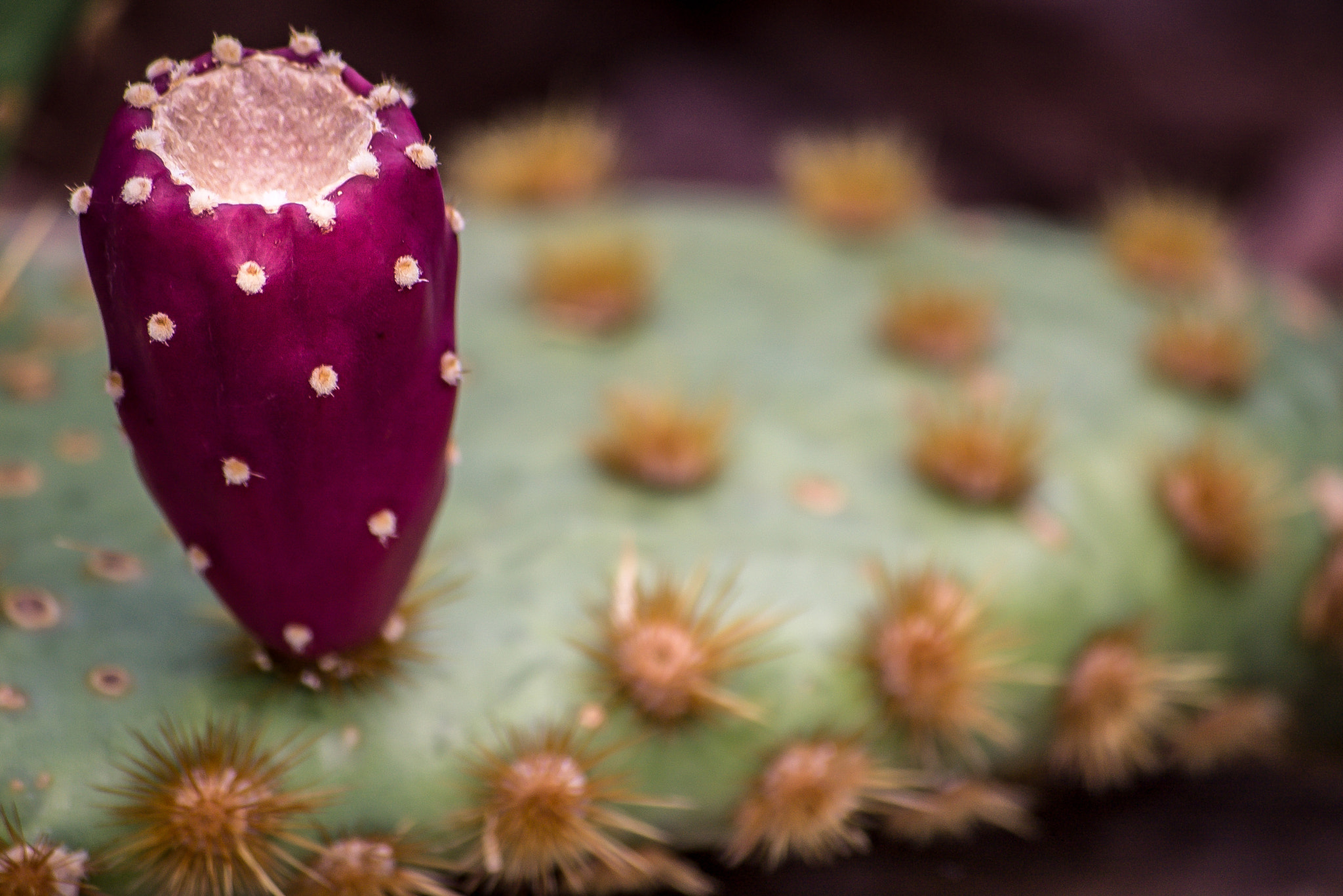 Pentax K100D sample photo. Cactus flower photography