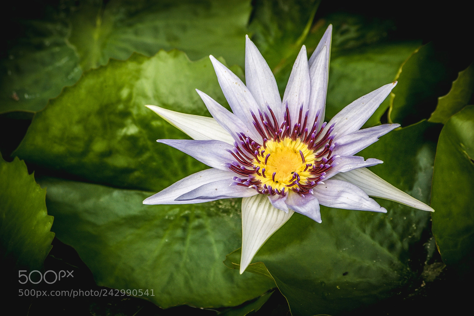 Pentax K100D sample photo. Water lily photography