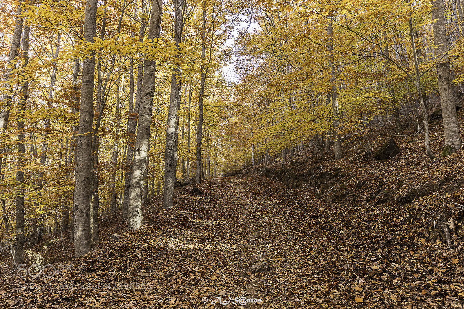 Nikon D7200 sample photo. Remembering autumn photography