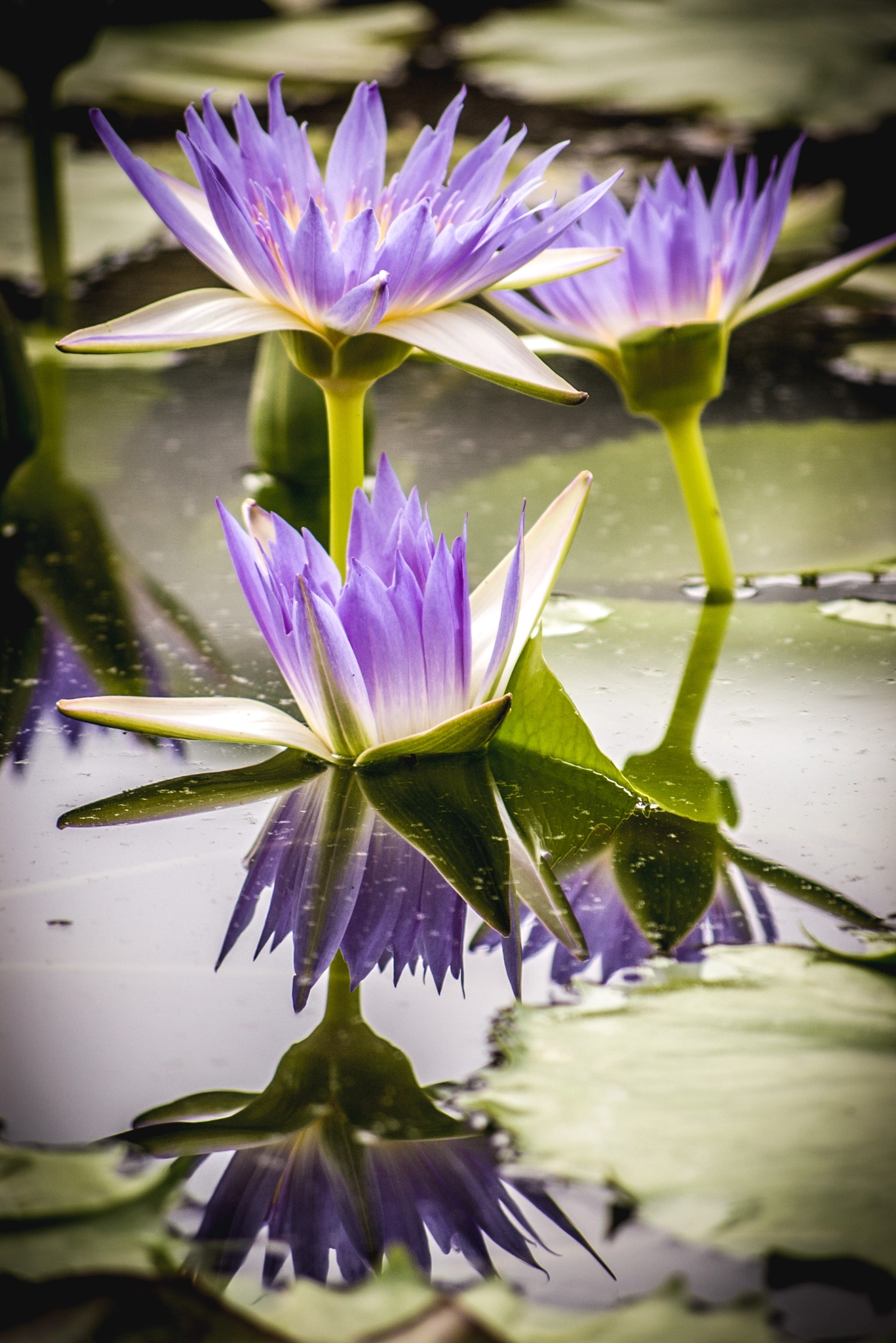 Pentax K100D sample photo. Three water lilies photography