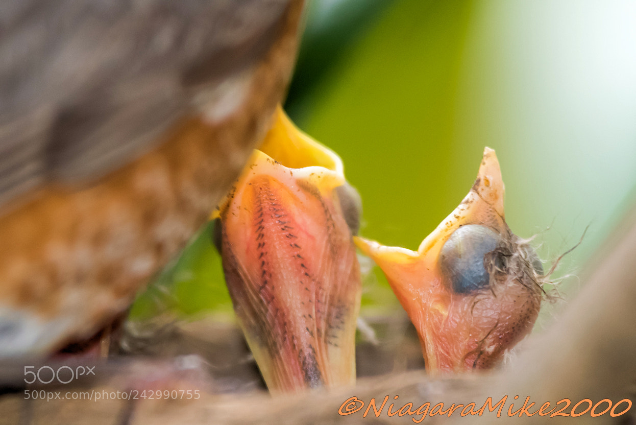 Nikon D810 sample photo. Baby robins photography