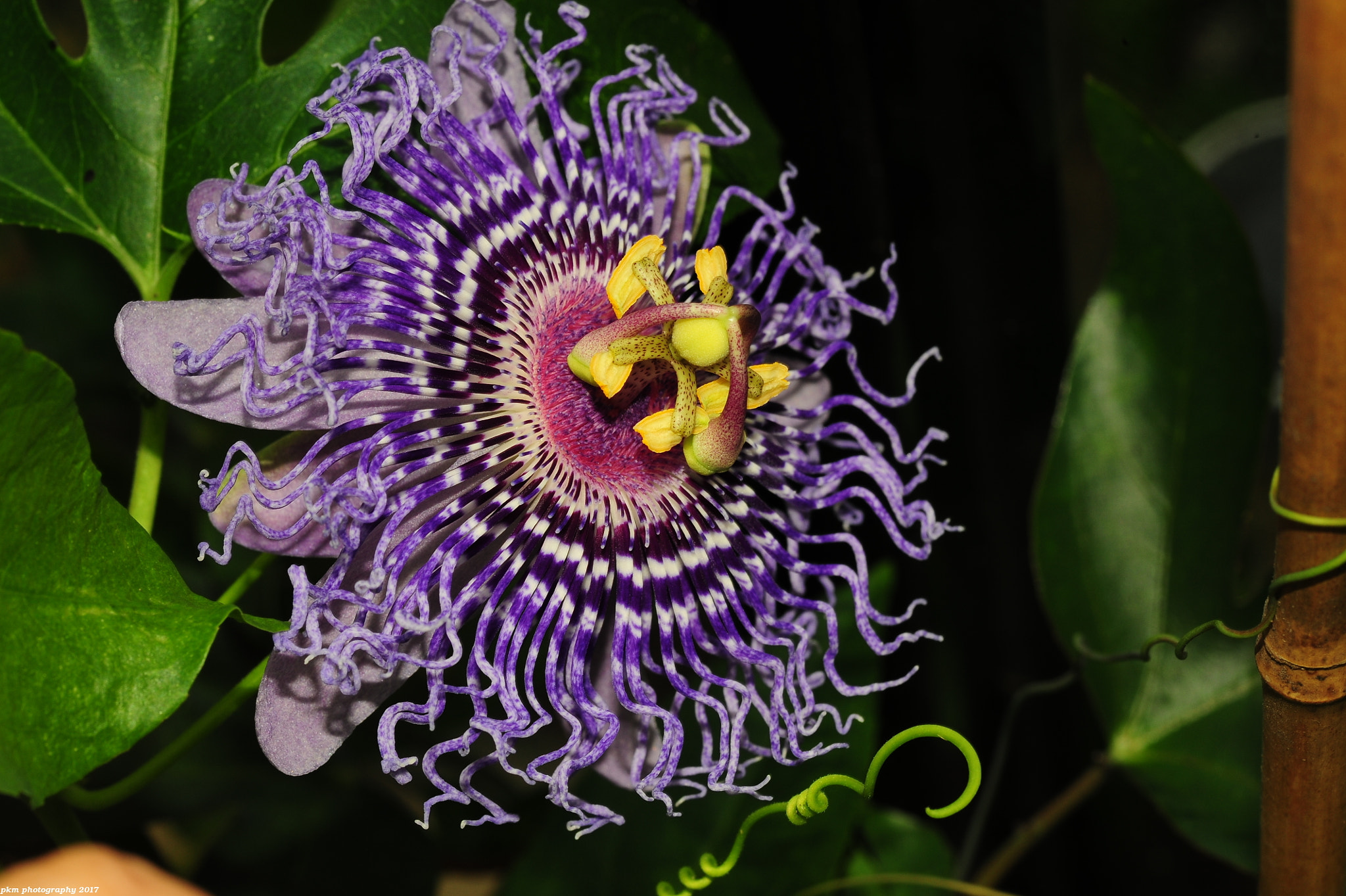 Nikon D700 sample photo. Passiflora 'fata confetto' photography