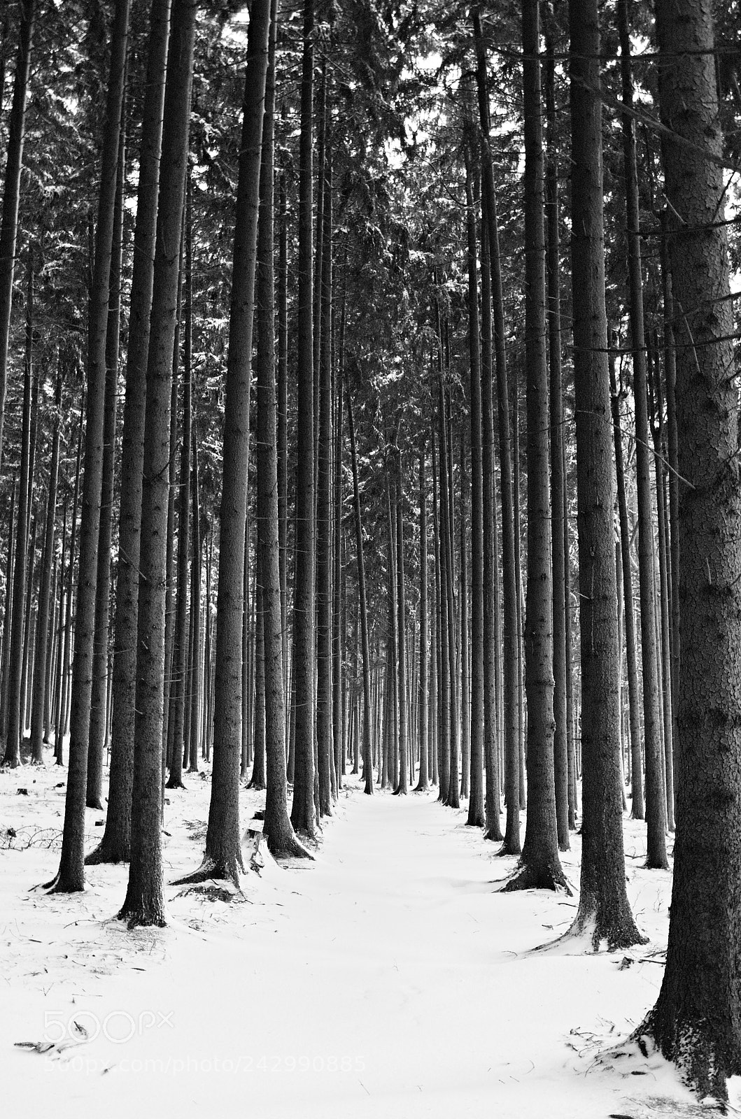 Olympus PEN E-PL1 sample photo. Alone in the forest photography