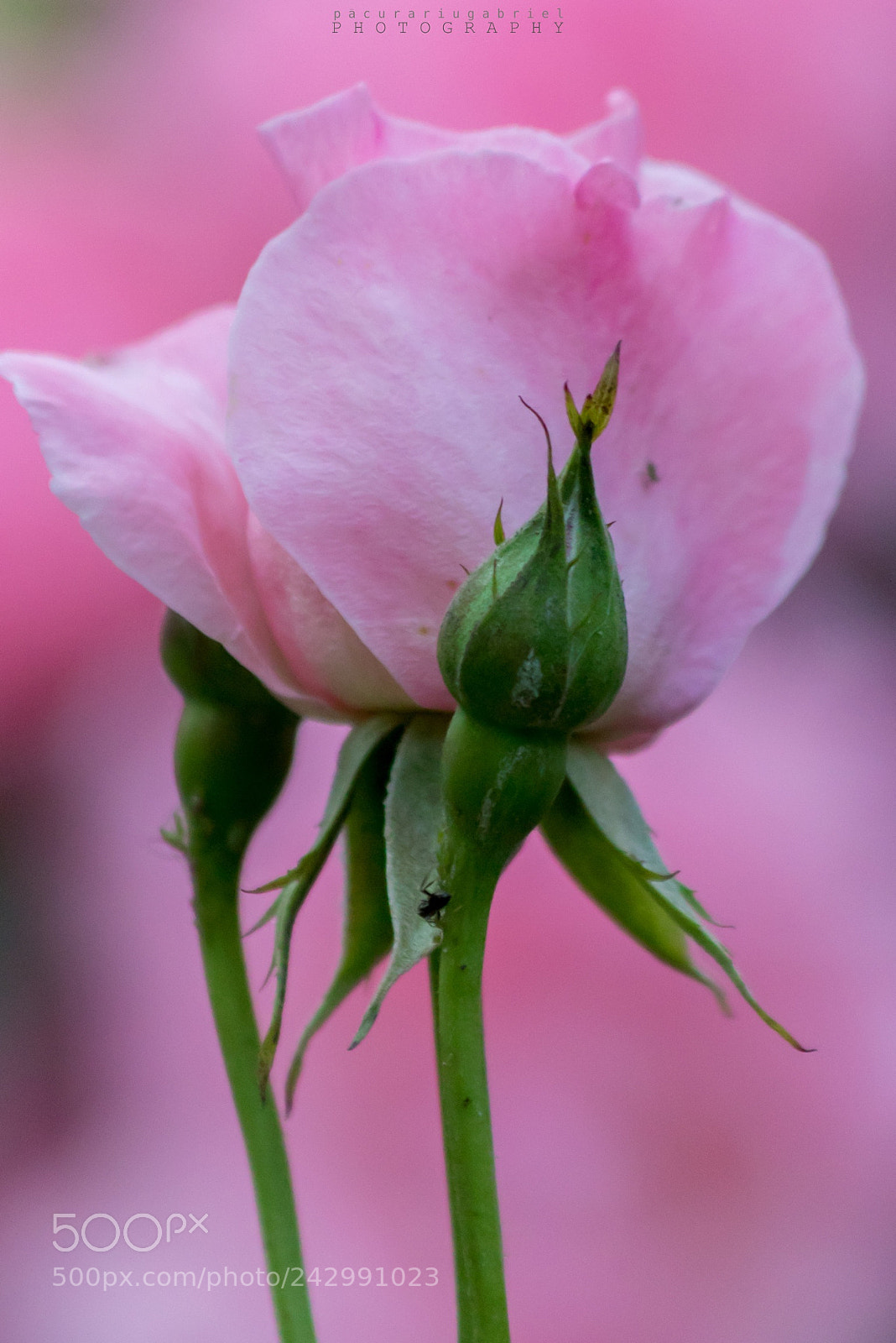 Canon EOS 7D Mark II sample photo. Summer rose photography