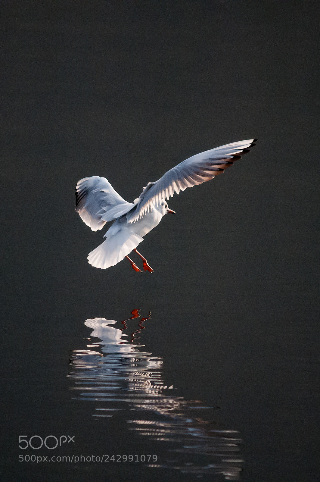 Nikon D300S sample photo. Atterraggio photography