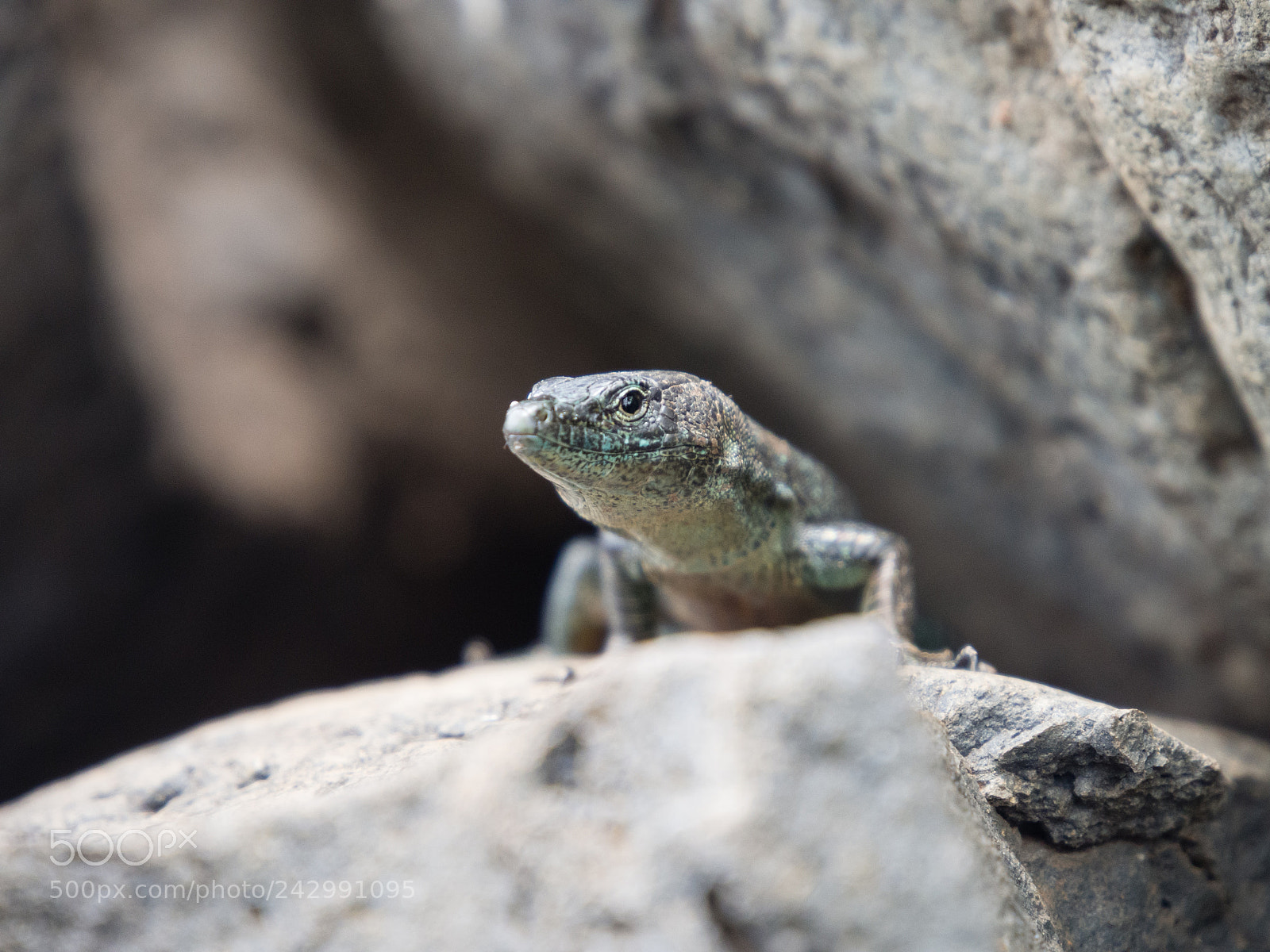 Olympus OM-D E-M5 sample photo. Fauna of madeira photography