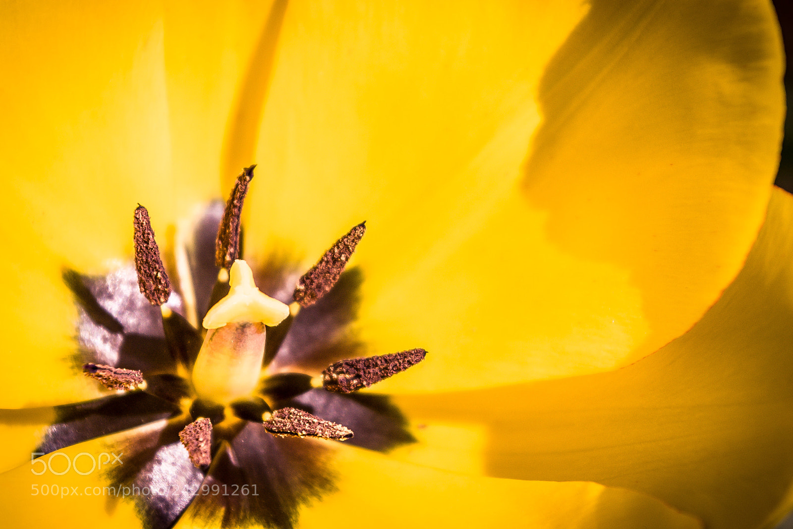 Pentax K100D sample photo. Yellow photography