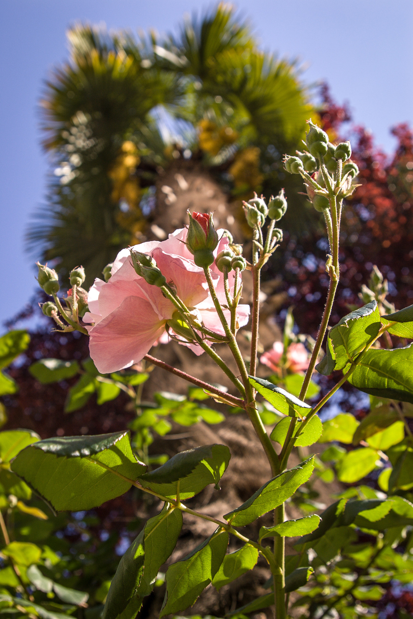 Pentax K100D sample photo. Rose and palm photography