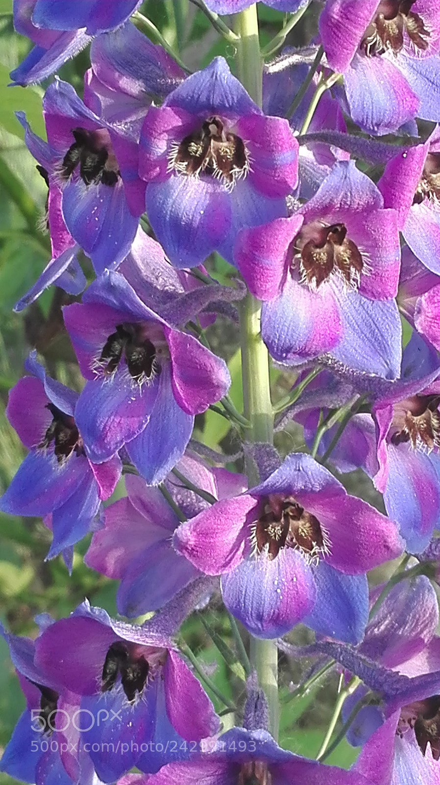 HUAWEI P8 Lite sample photo. Untitled photography