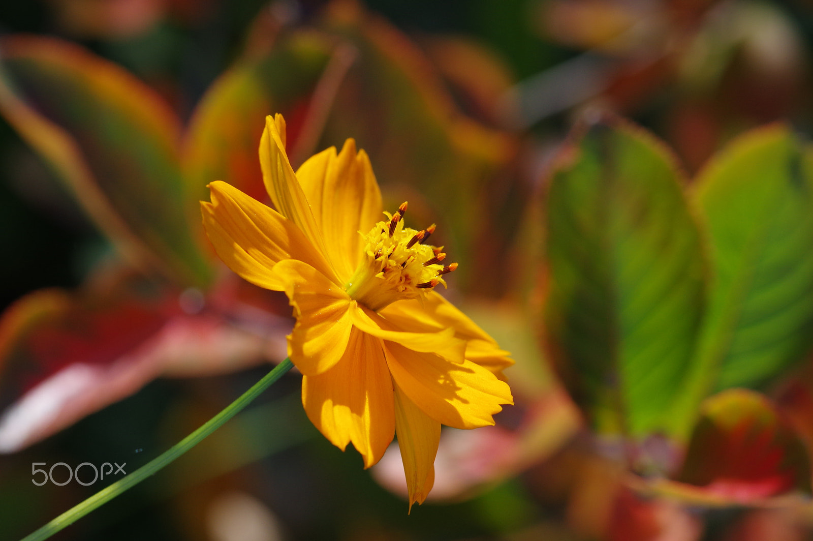 Pentax smc D-FA 100mm F2.8 Macro WR sample photo. Cosmos sulphureus with bokeh photography