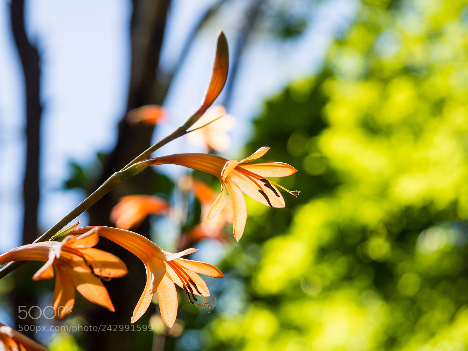 Olympus OM-D E-M5 sample photo. Colors of madeira photography