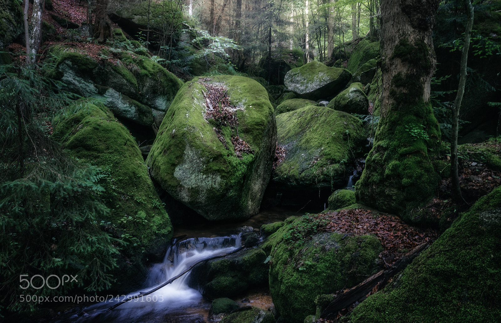 Nikon D810 sample photo. Forest scenes (11) photography