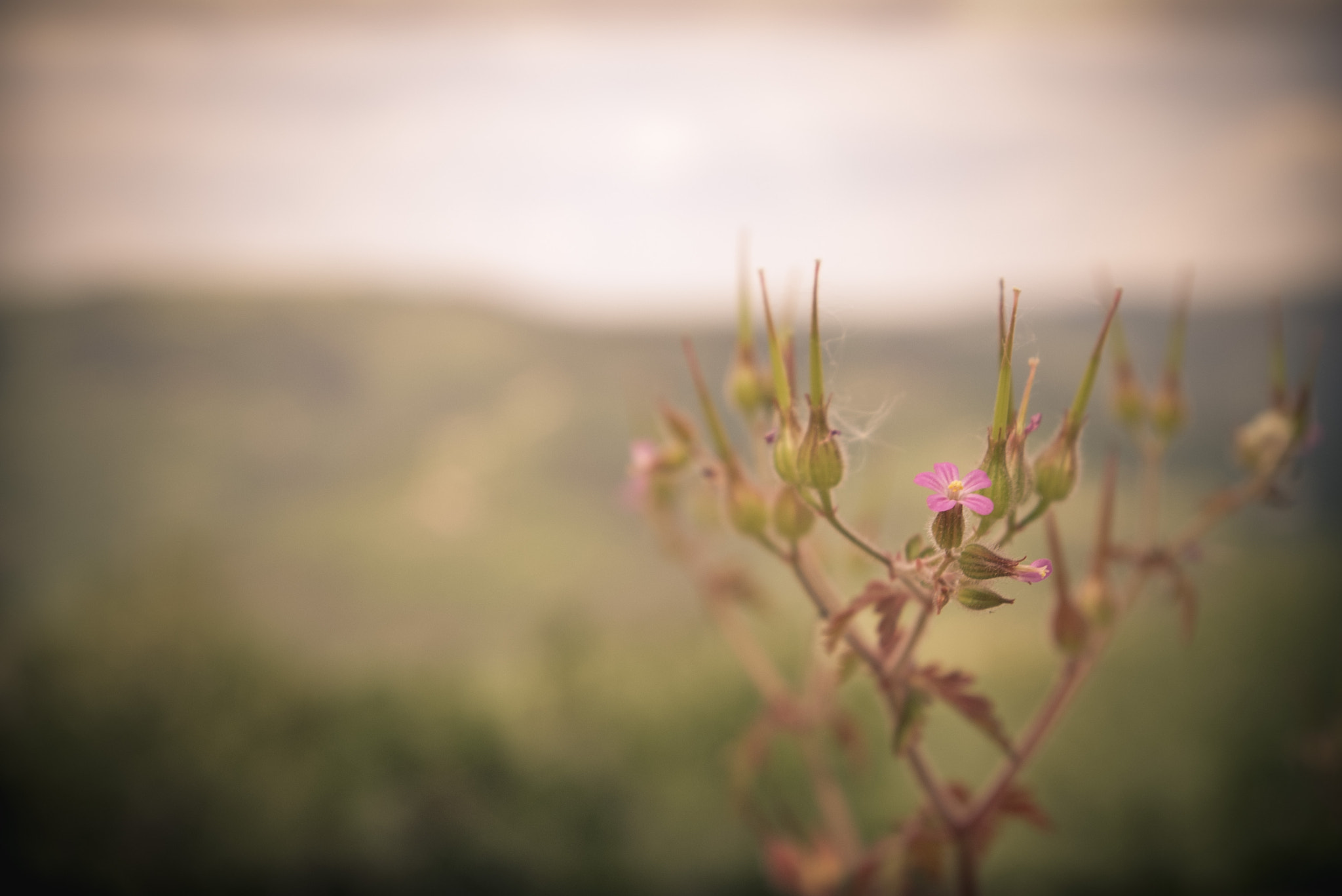 Pentax K100D sample photo. Lonely pink photography