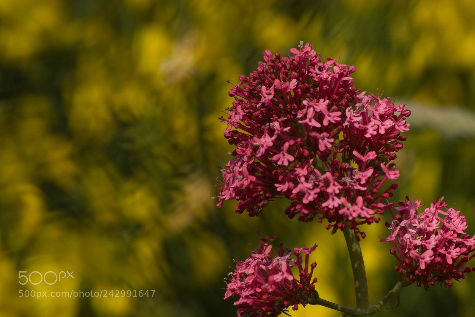 Pentax K100D sample photo. Pink over yellow photography
