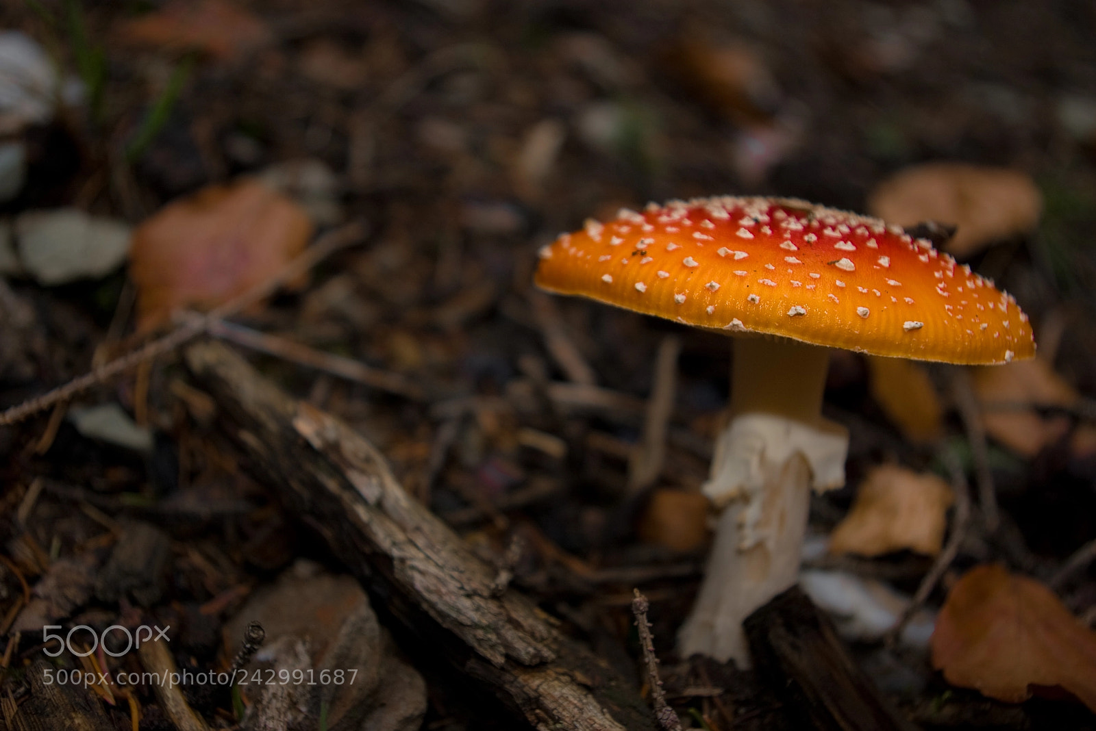 Pentax K100D sample photo. Fly amanita photography