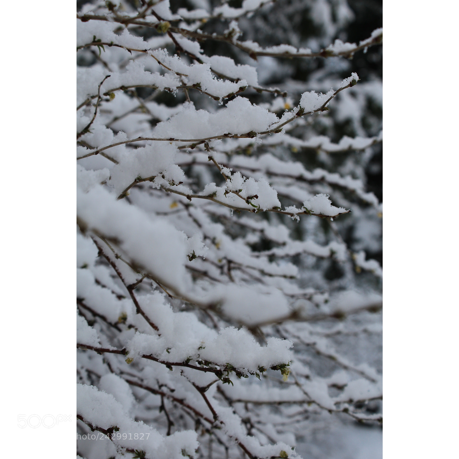 Canon EOS 1200D (EOS Rebel T5 / EOS Kiss X70 / EOS Hi) sample photo. White cold photography