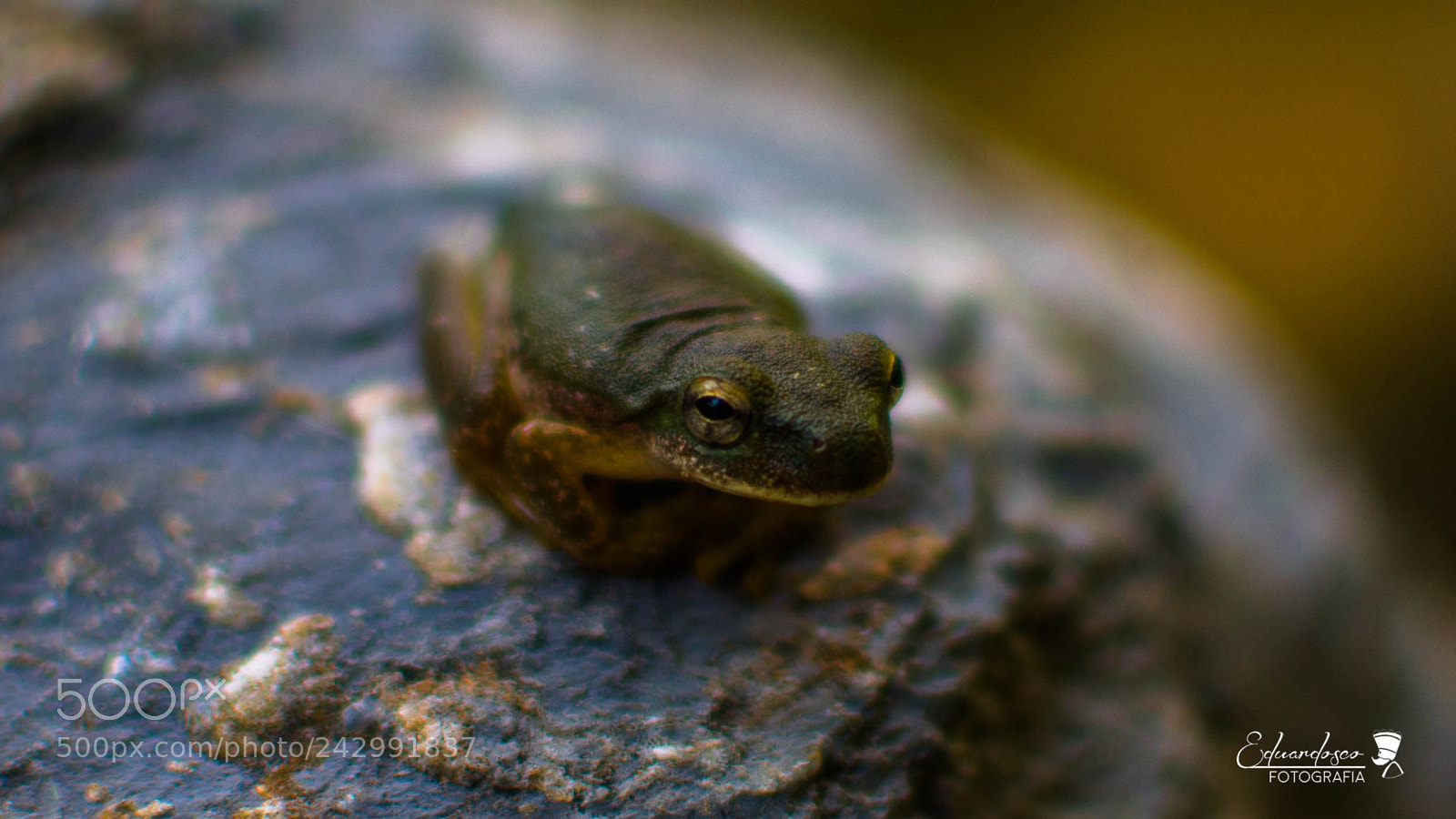 Nikon D7100 sample photo. Rana photography