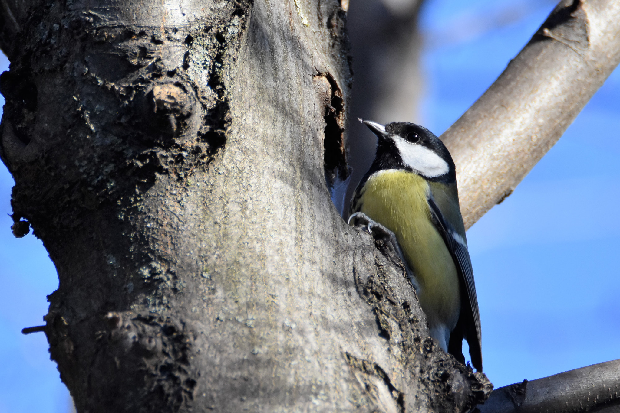 Nikon D7200 sample photo. Hunting photography