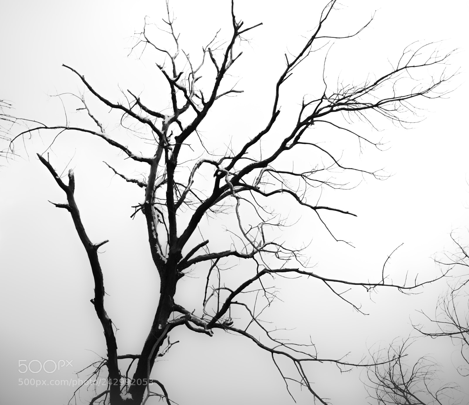 Nikon D850 sample photo. Entre la niebla photography