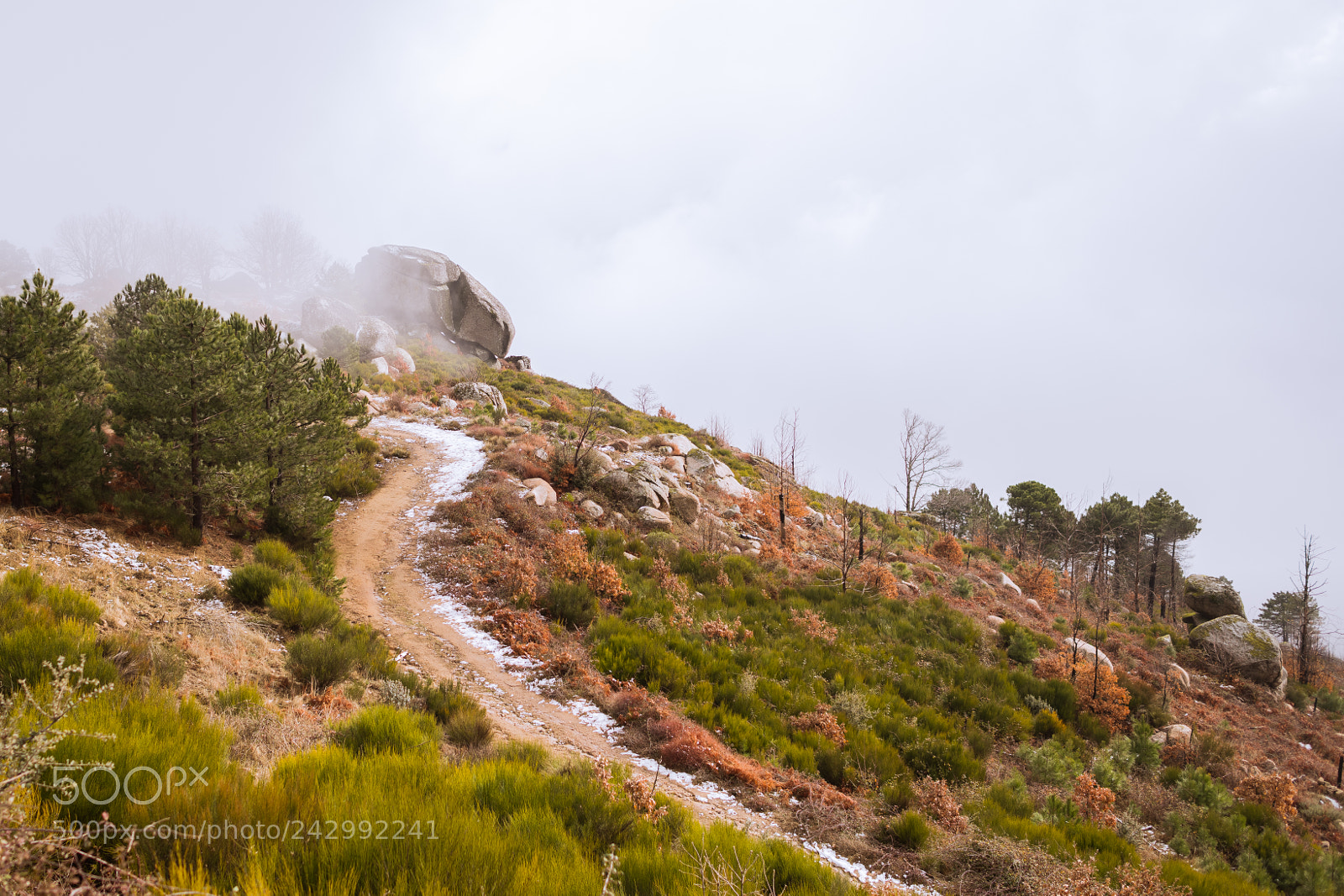 Nikon D850 sample photo. Camino entre niebla photography