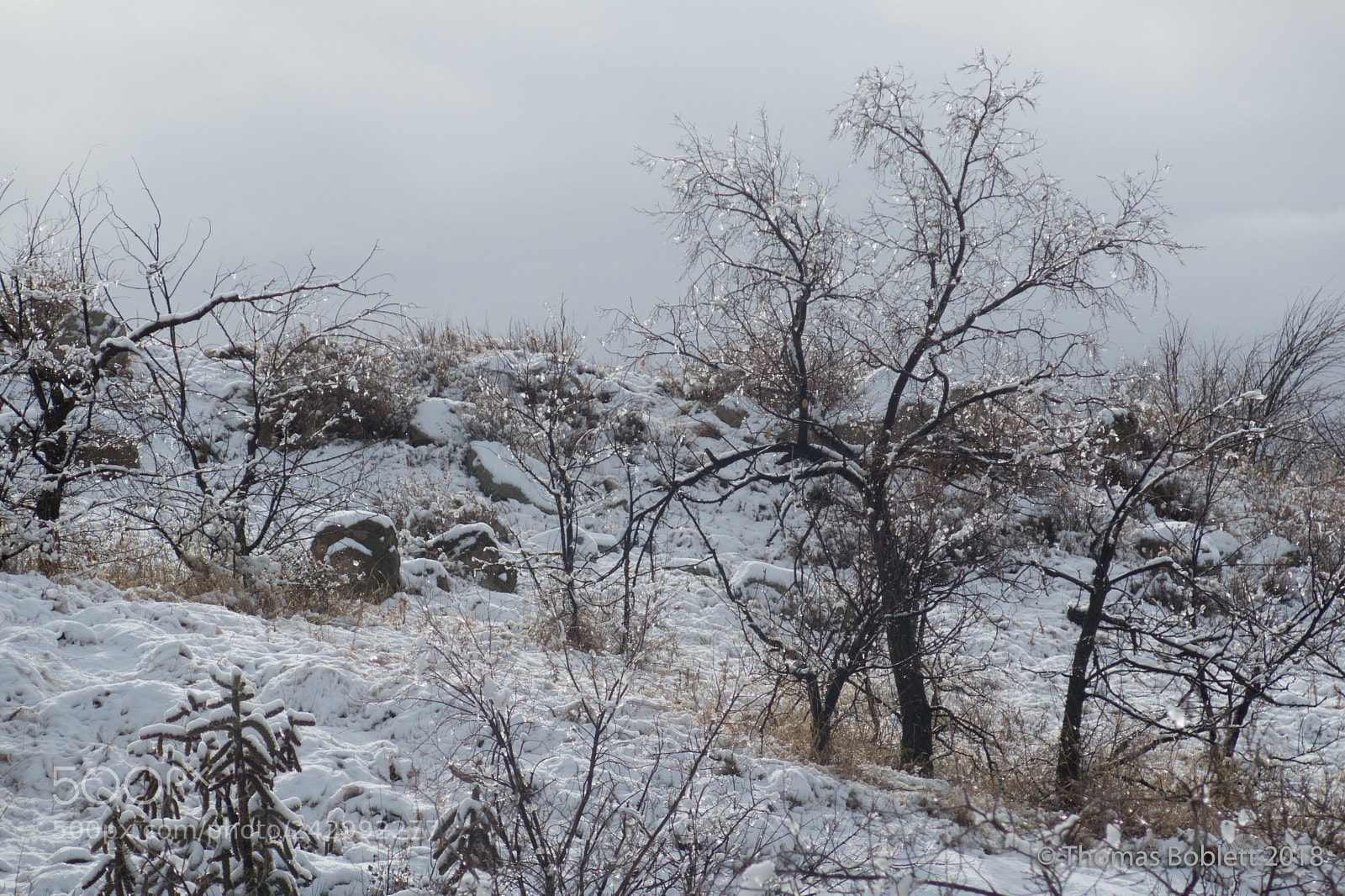 Canon PowerShot G16 sample photo. Icy trees photography