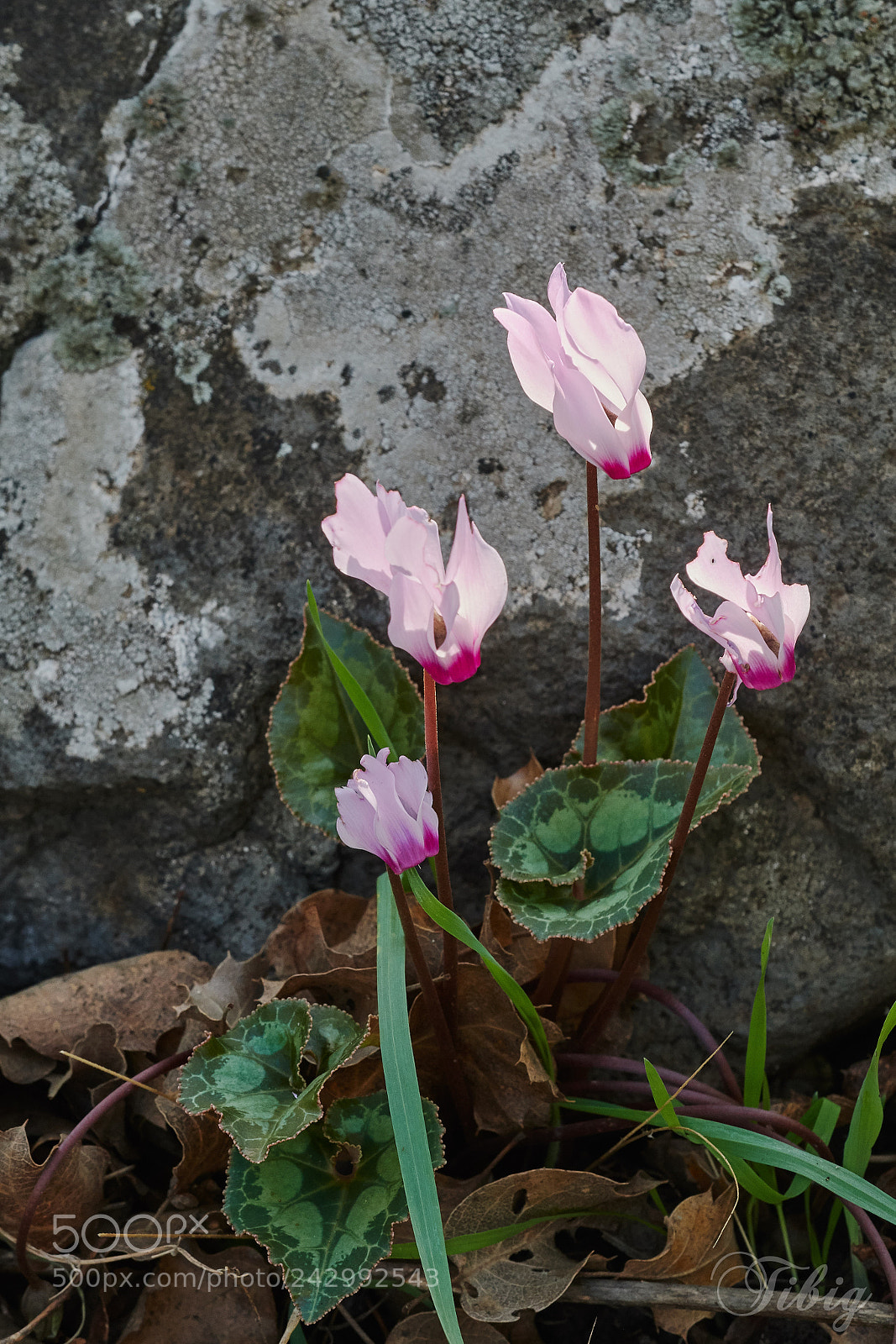 Nikon D500 sample photo. Cyclamen photography