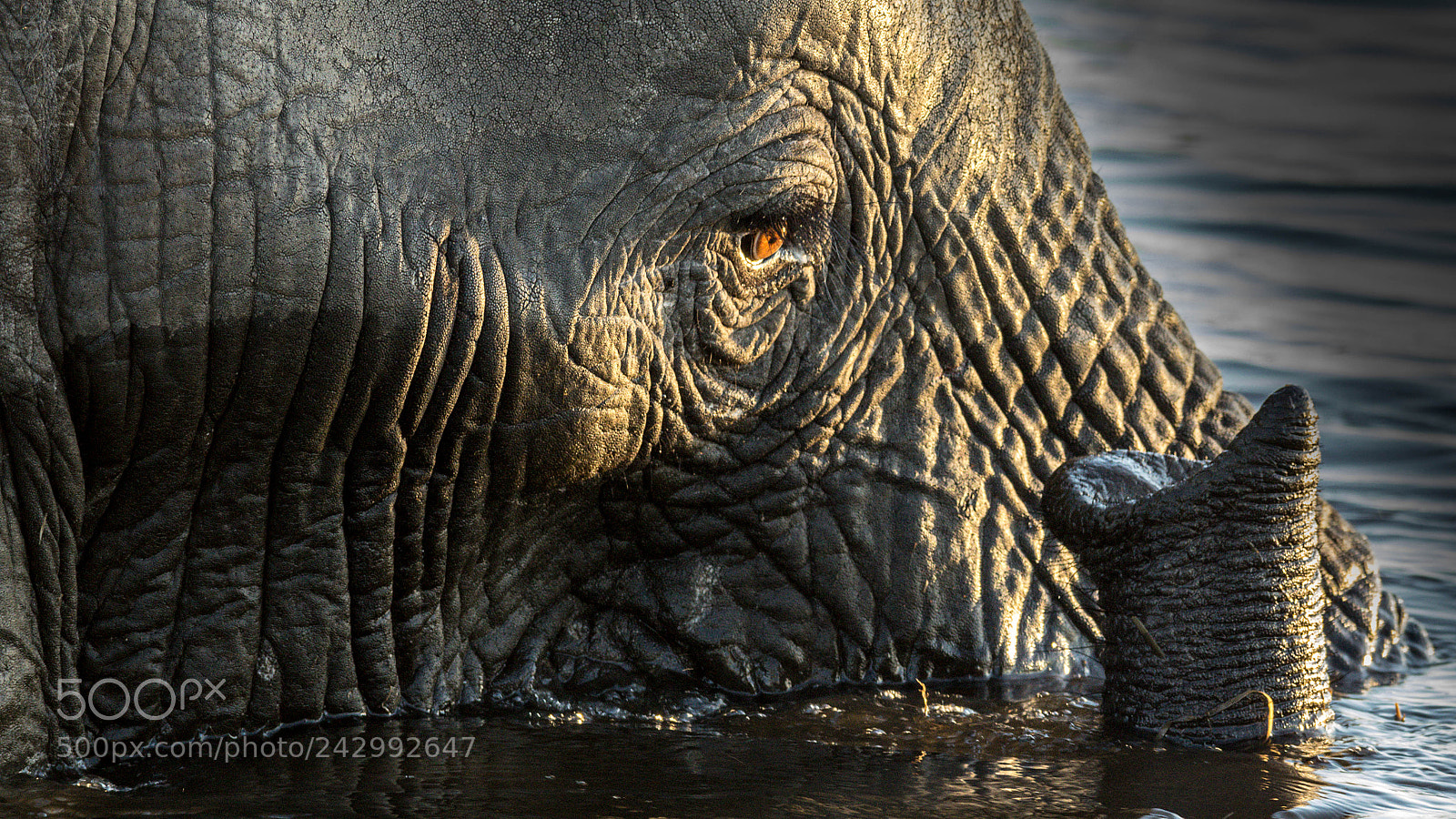 Pentax K-3 sample photo. Elephant with snorkel photography
