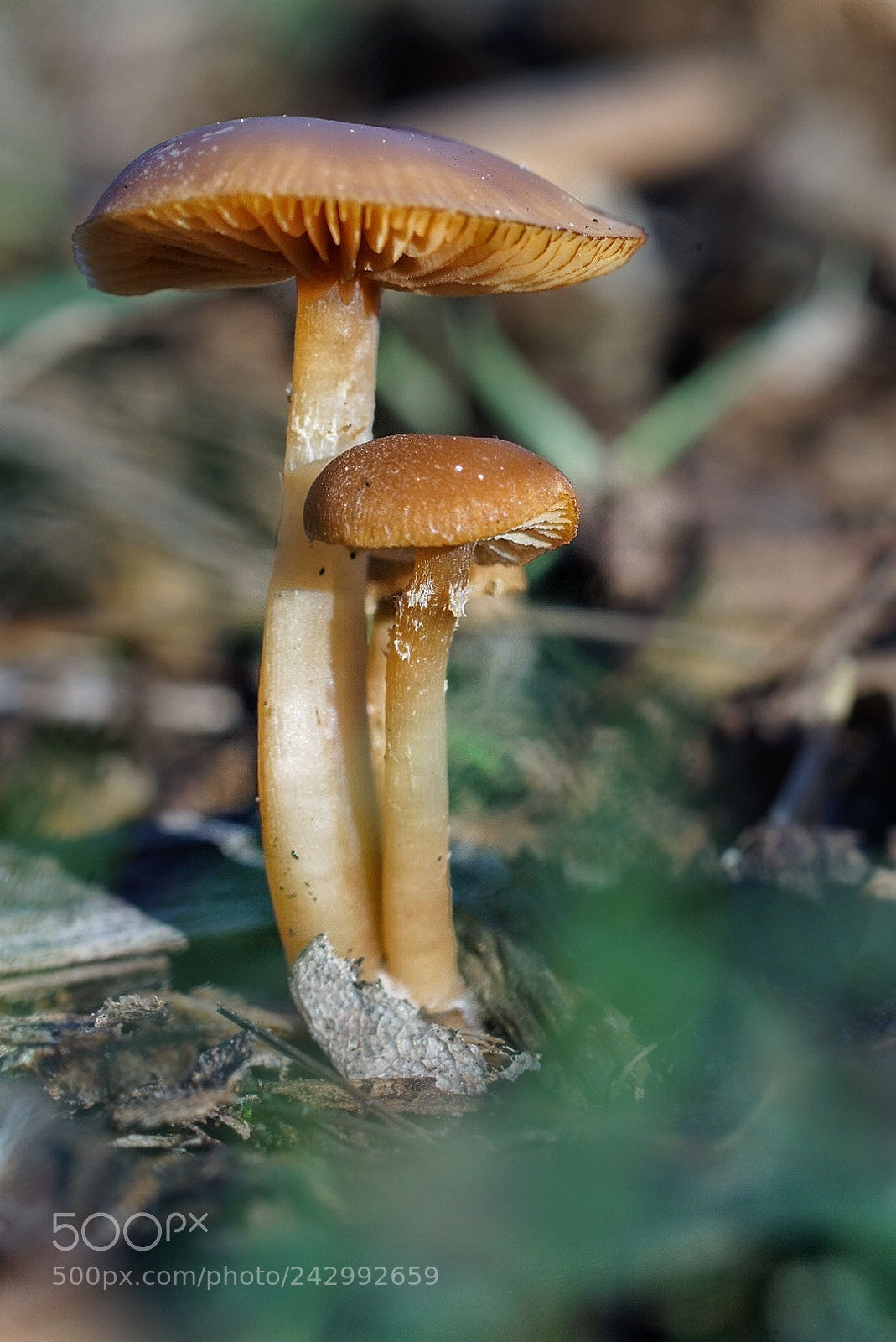 Sony SLT-A58 sample photo. Setas de invierno photography