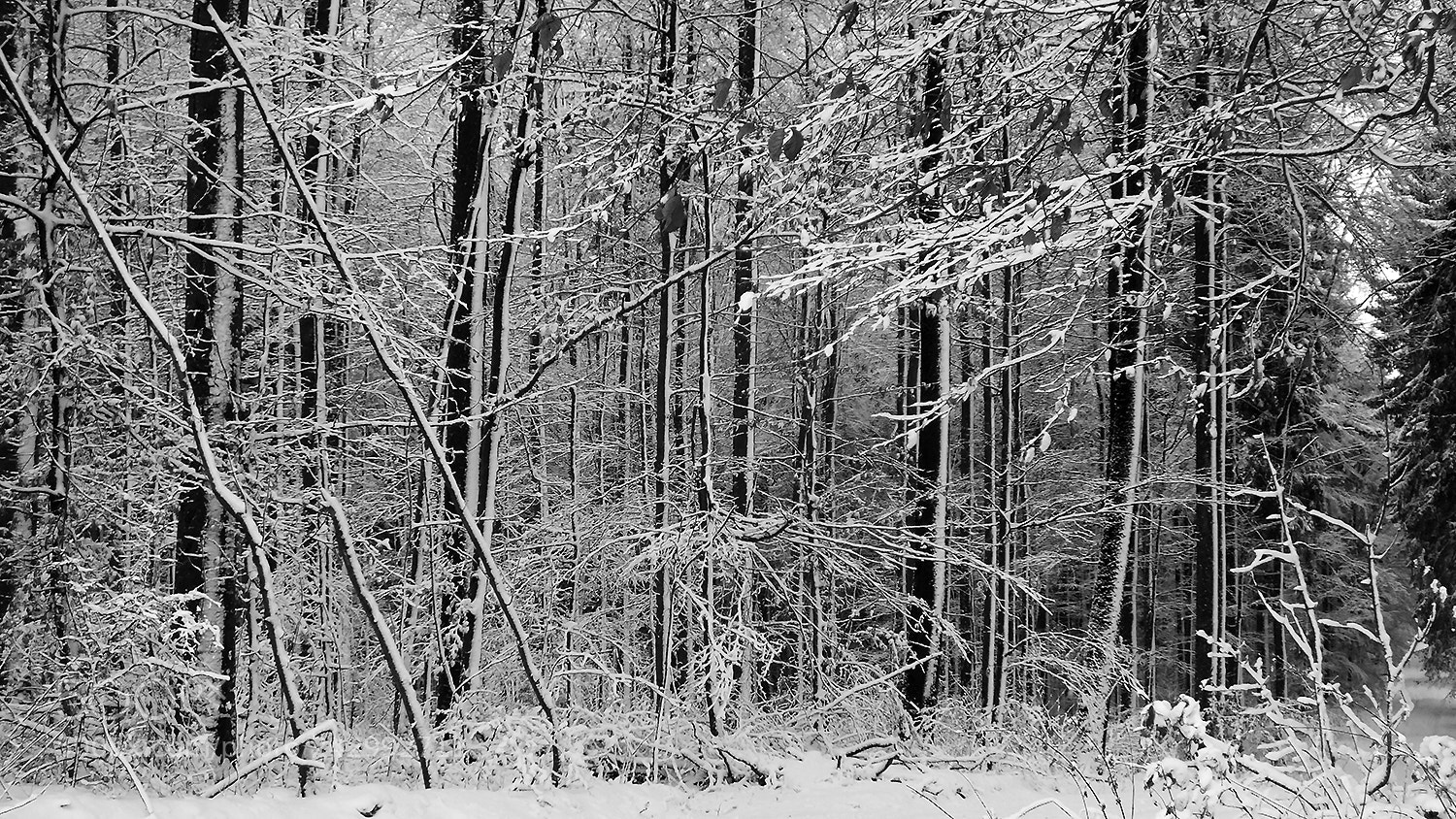Fujifilm FinePix HS30EXR sample photo. ....forest in winter ... photography