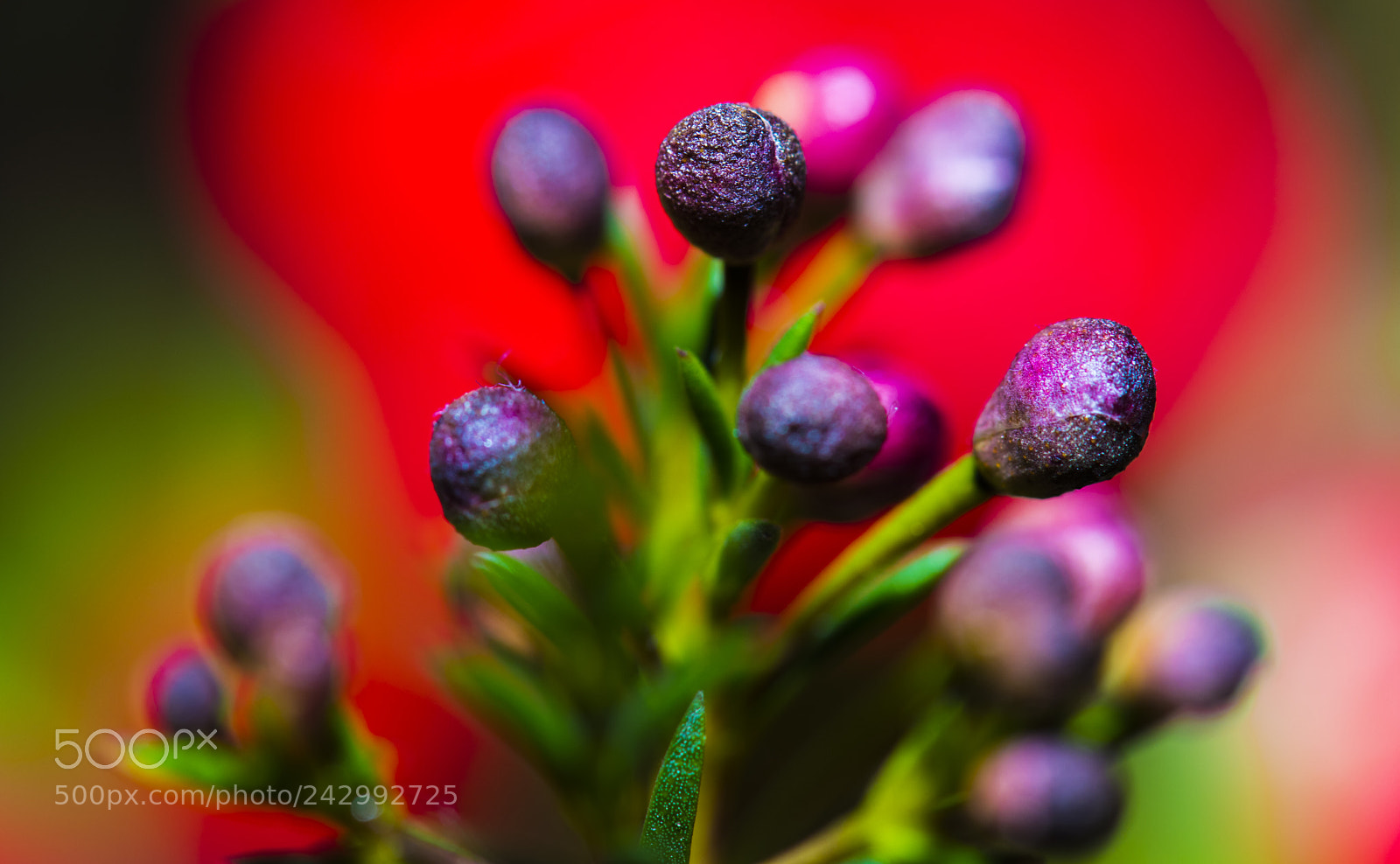 Nikon D850 sample photo. Still life photography