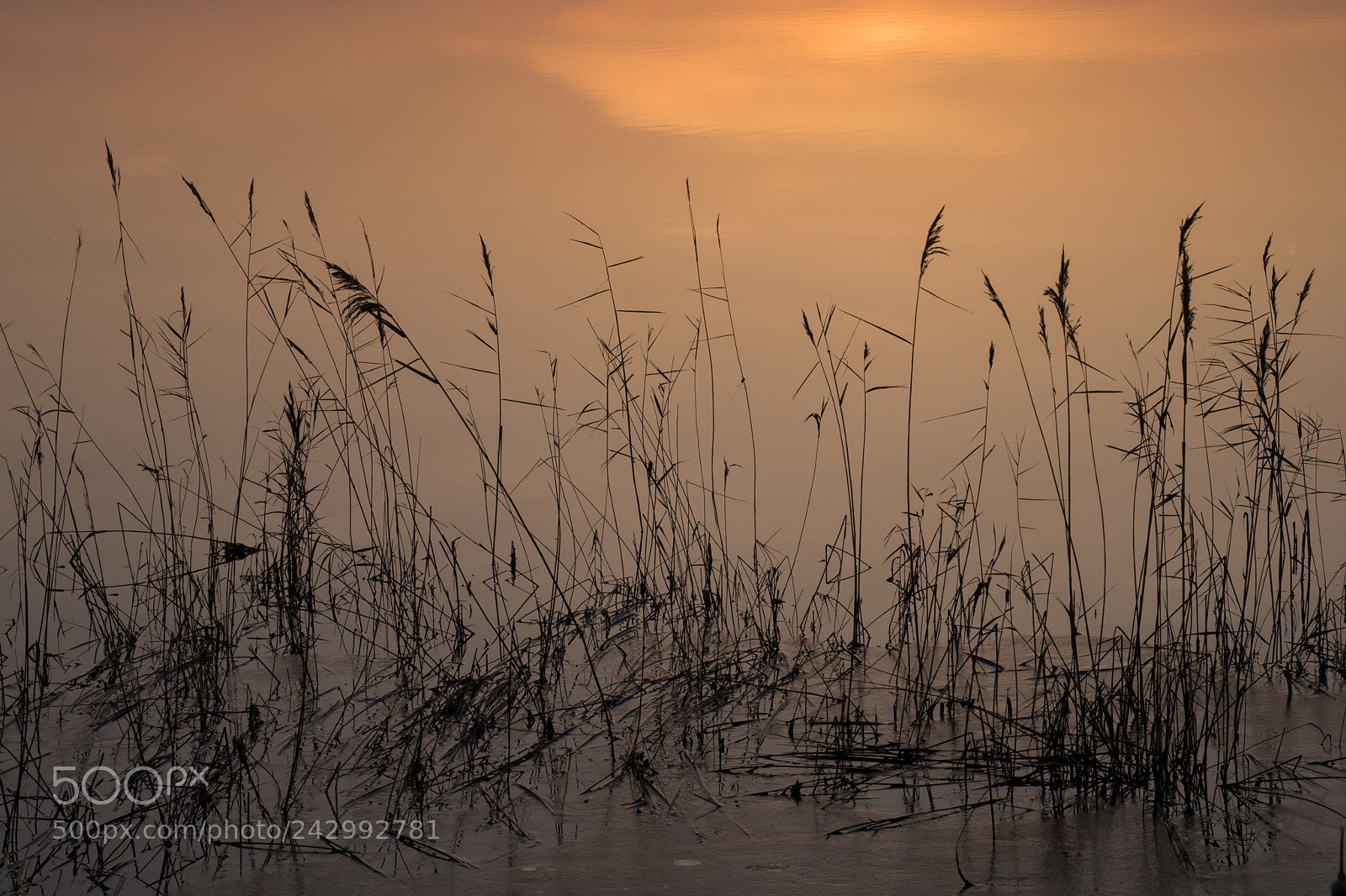 Sony SLT-A99V sample photo. The art of nature photography