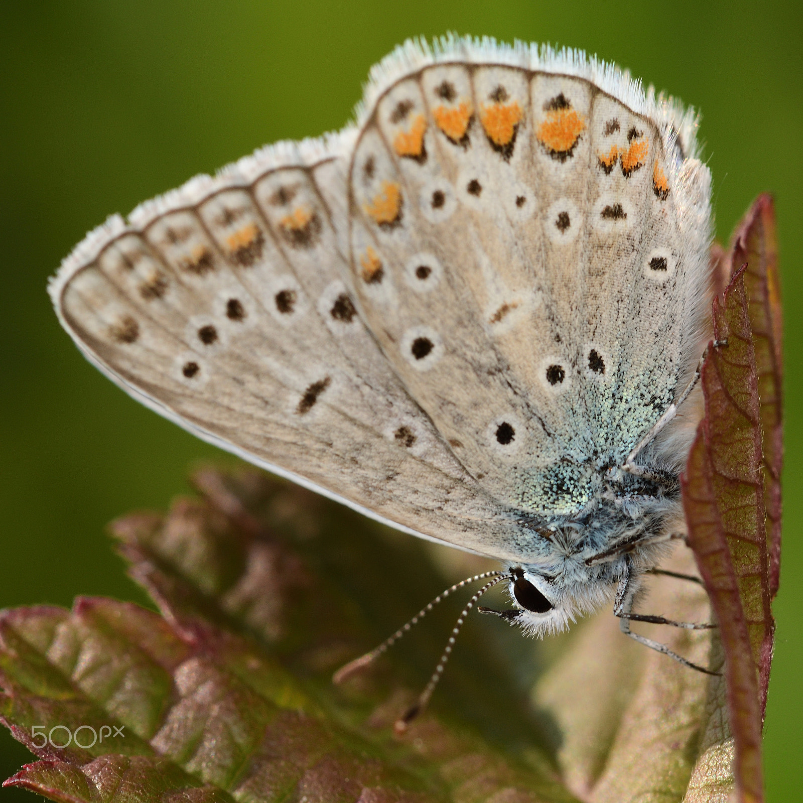 Nikon AF-S Micro-Nikkor 105mm F2.8G IF-ED VR sample photo. Butterfly photography