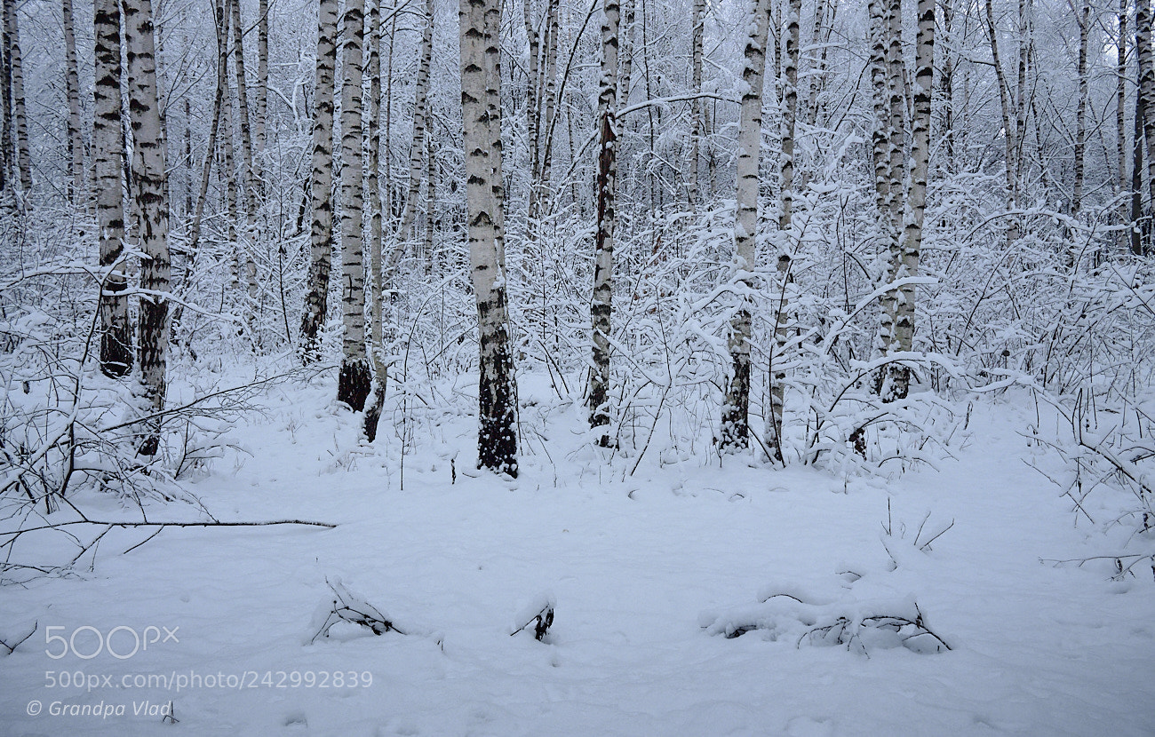 Canon EOS 1100D (EOS Rebel T3 / EOS Kiss X50) sample photo. Asleep forest... photography