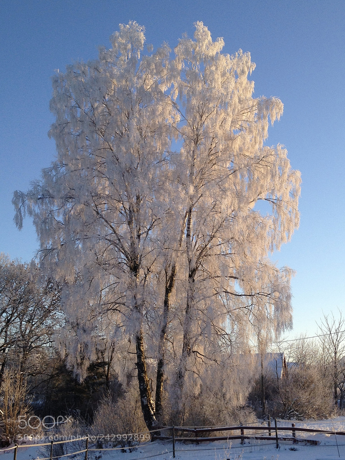 Apple iPhone 4S sample photo. Frosted tree photography