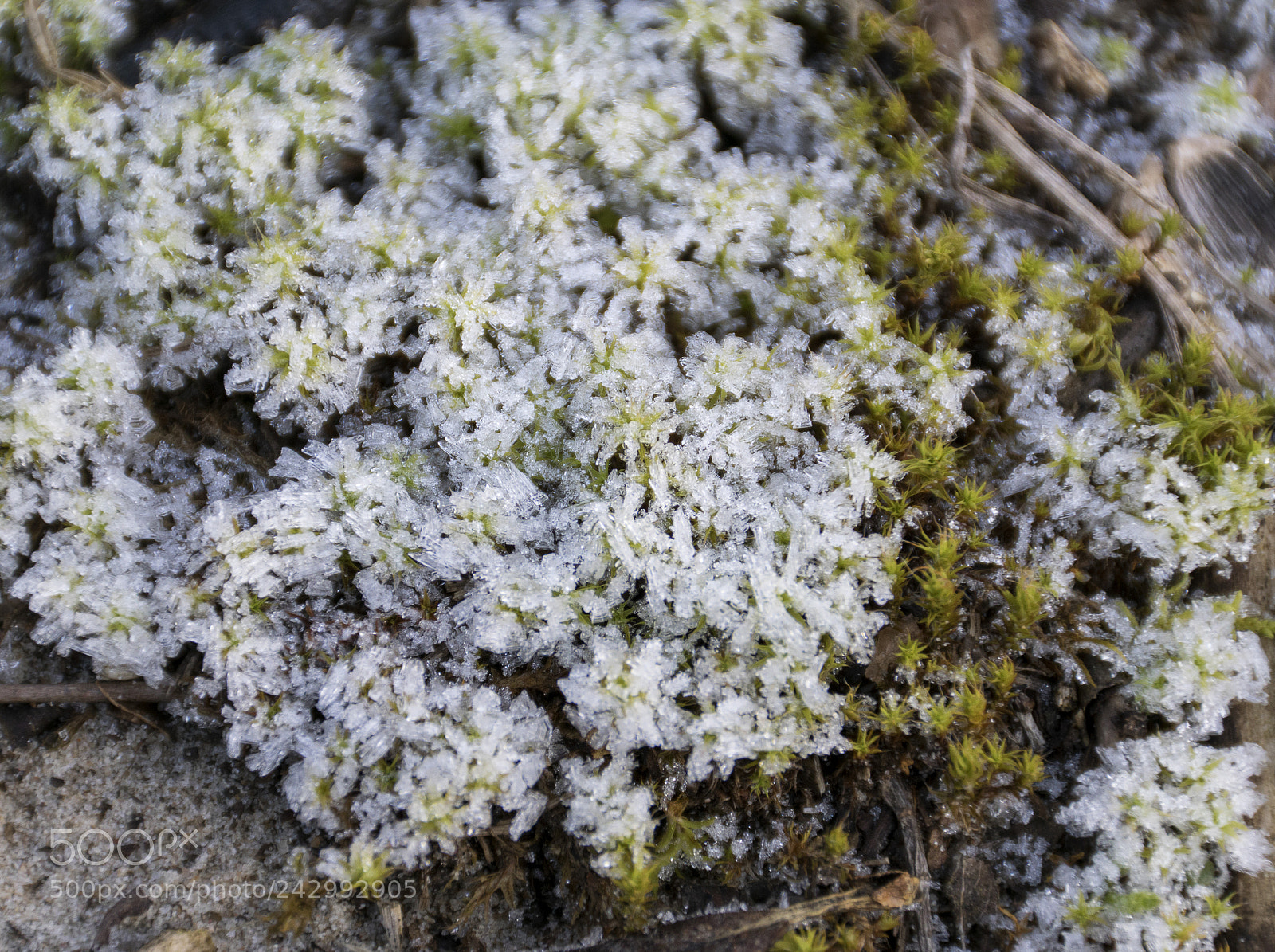 Sony ILCA-77M2 sample photo. Ice on the moss photography