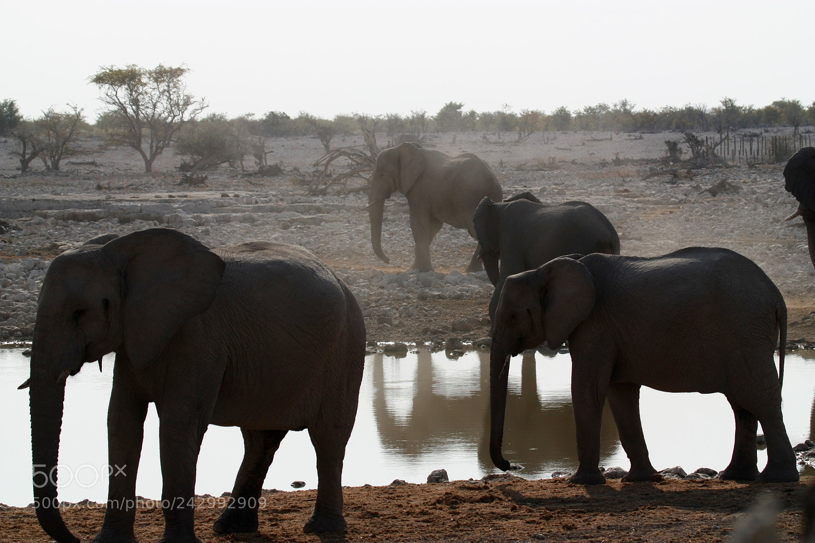 Canon EOS 450D (EOS Rebel XSi / EOS Kiss X2) sample photo. Elephants drinking at a photography