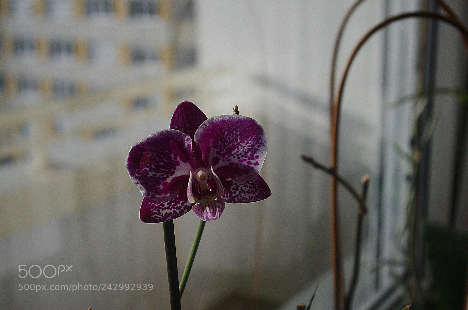 Pentax K-5 sample photo. Aff photography