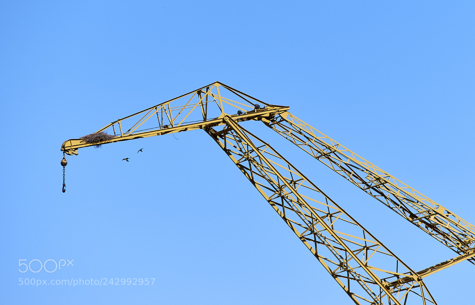 Nikon D5500 sample photo. Nest photography