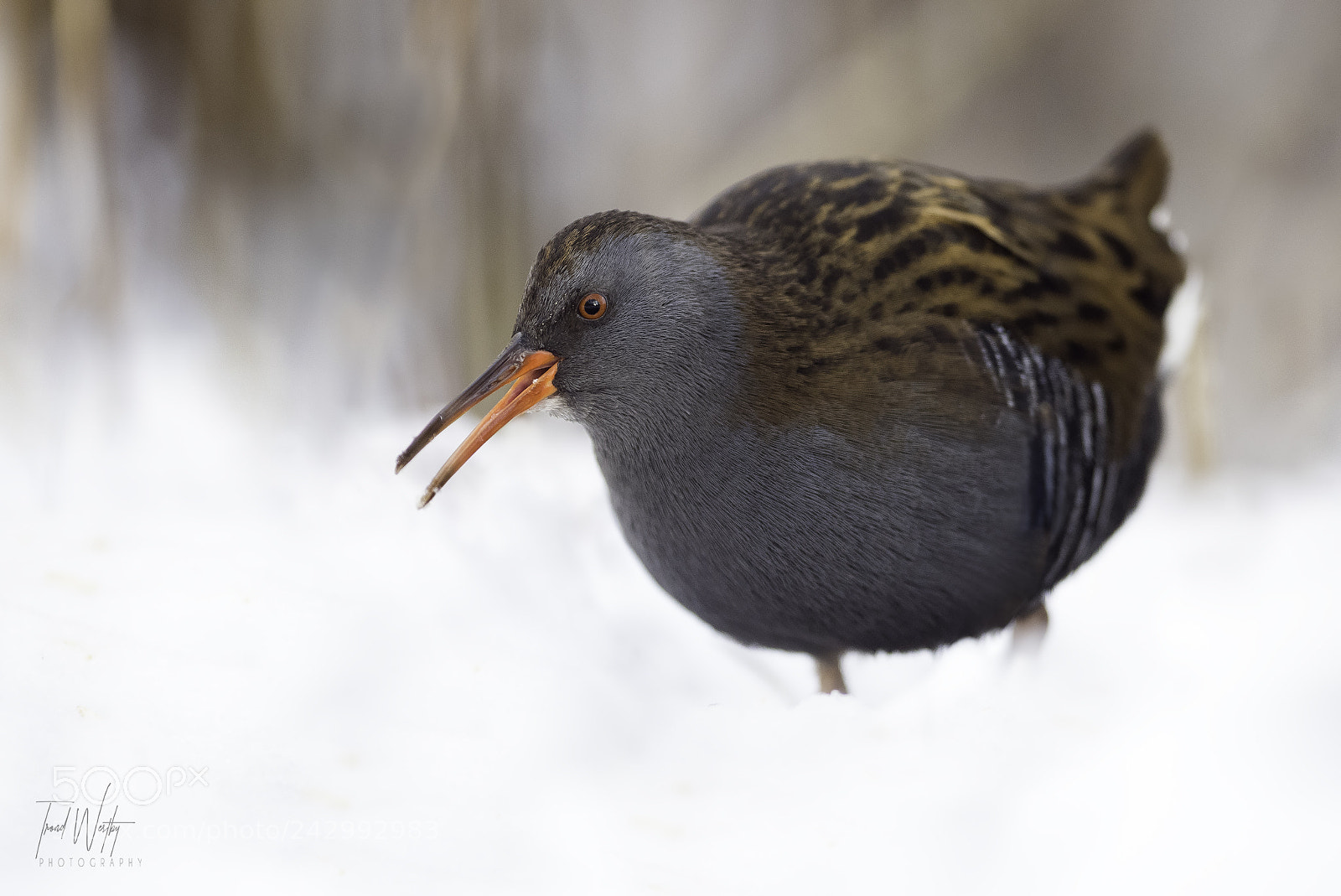 Nikon D500 sample photo. Water rail photography