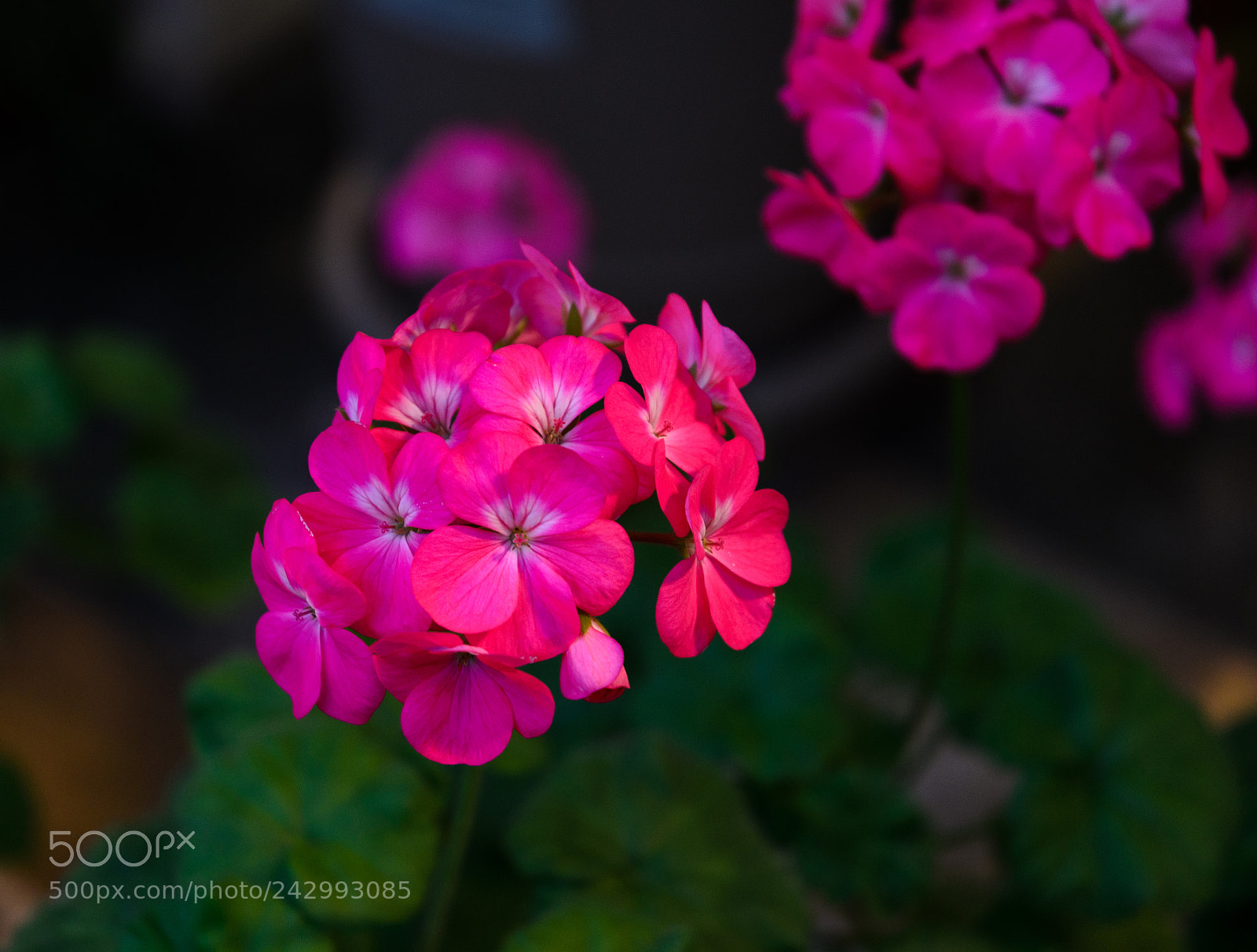 Nikon D5100 sample photo. 283 photography
