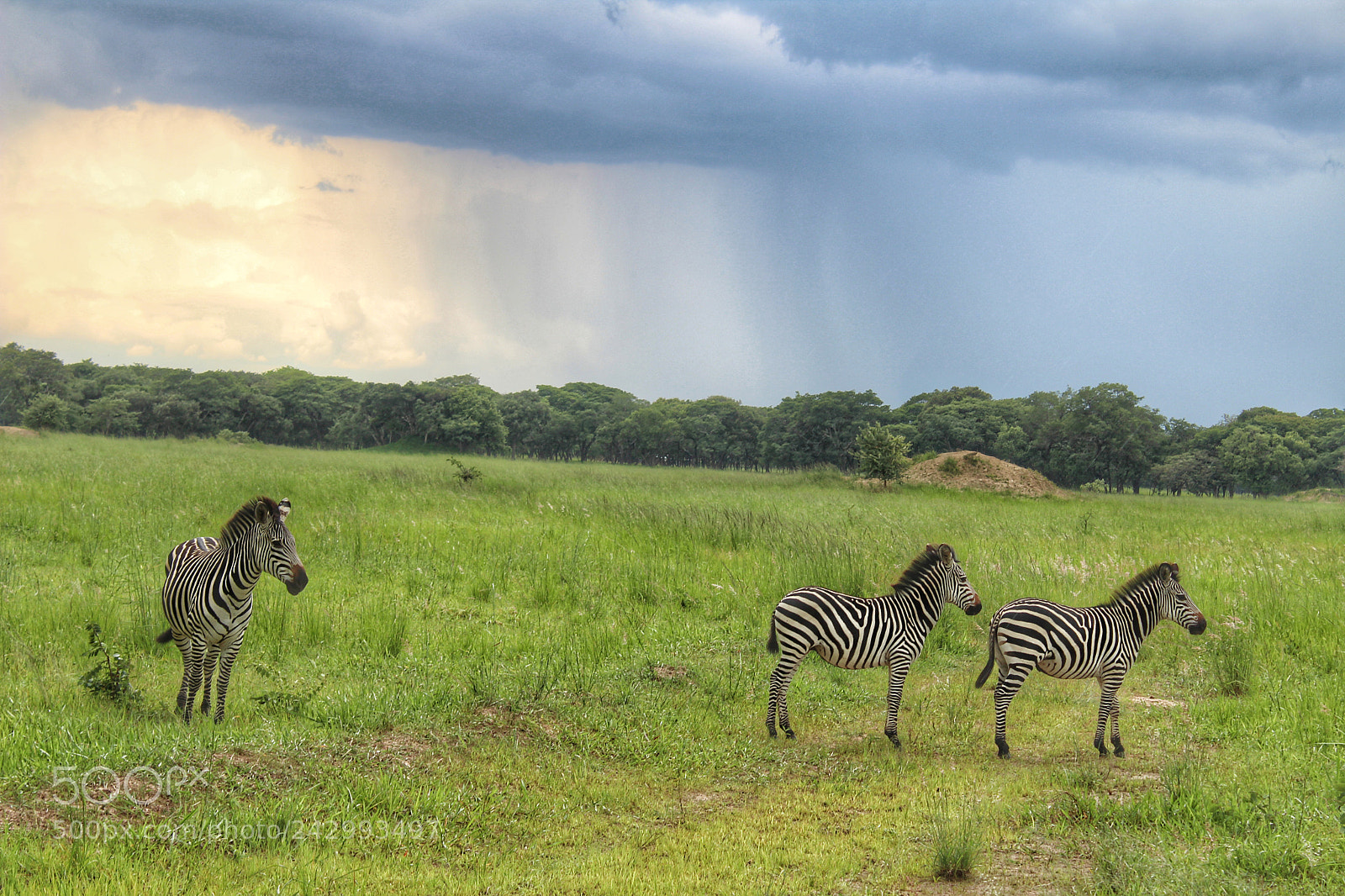 Canon EOS 1300D (EOS Rebel T6 / EOS Kiss X80) sample photo. Zebras before the rain photography