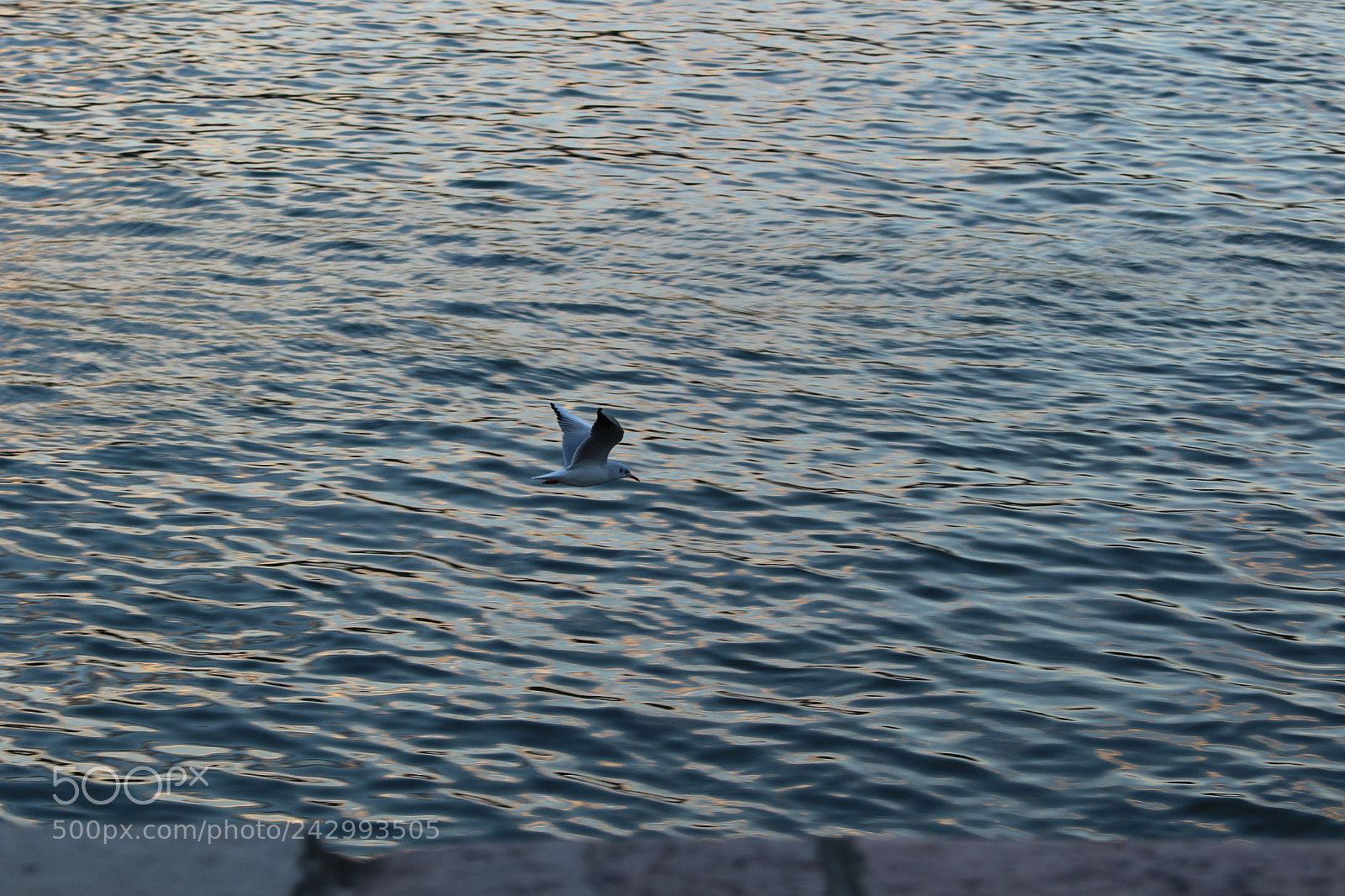 Canon EOS 7D Mark II sample photo. Fire flier photography