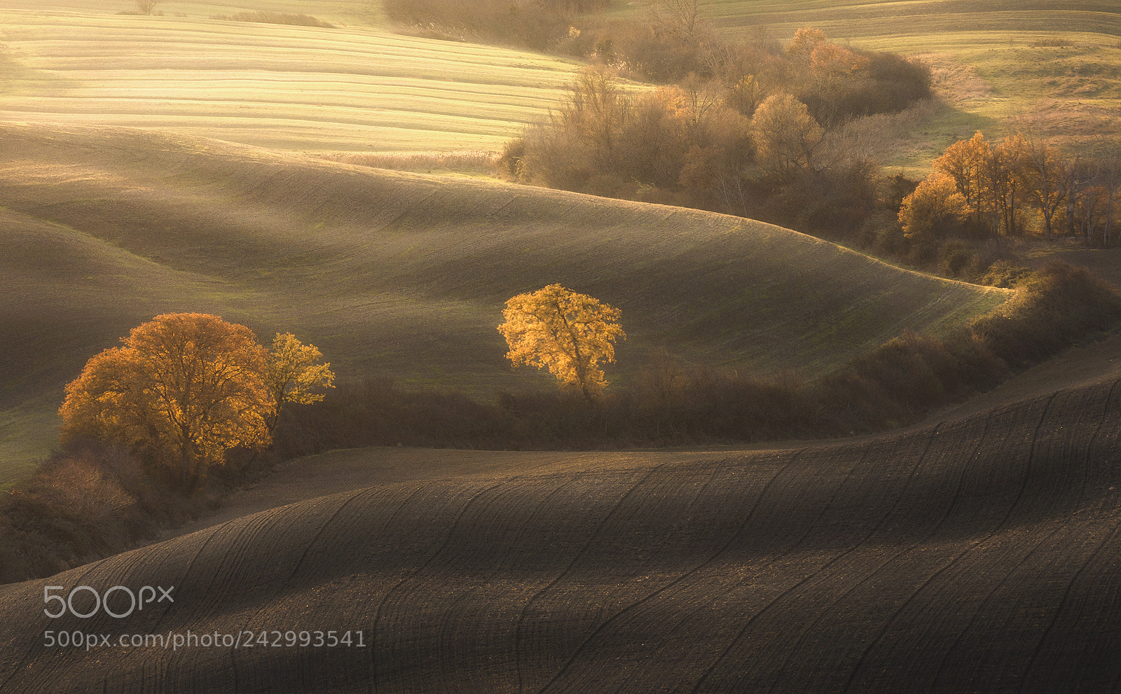 Nikon D7200 sample photo. "golden hills" photography